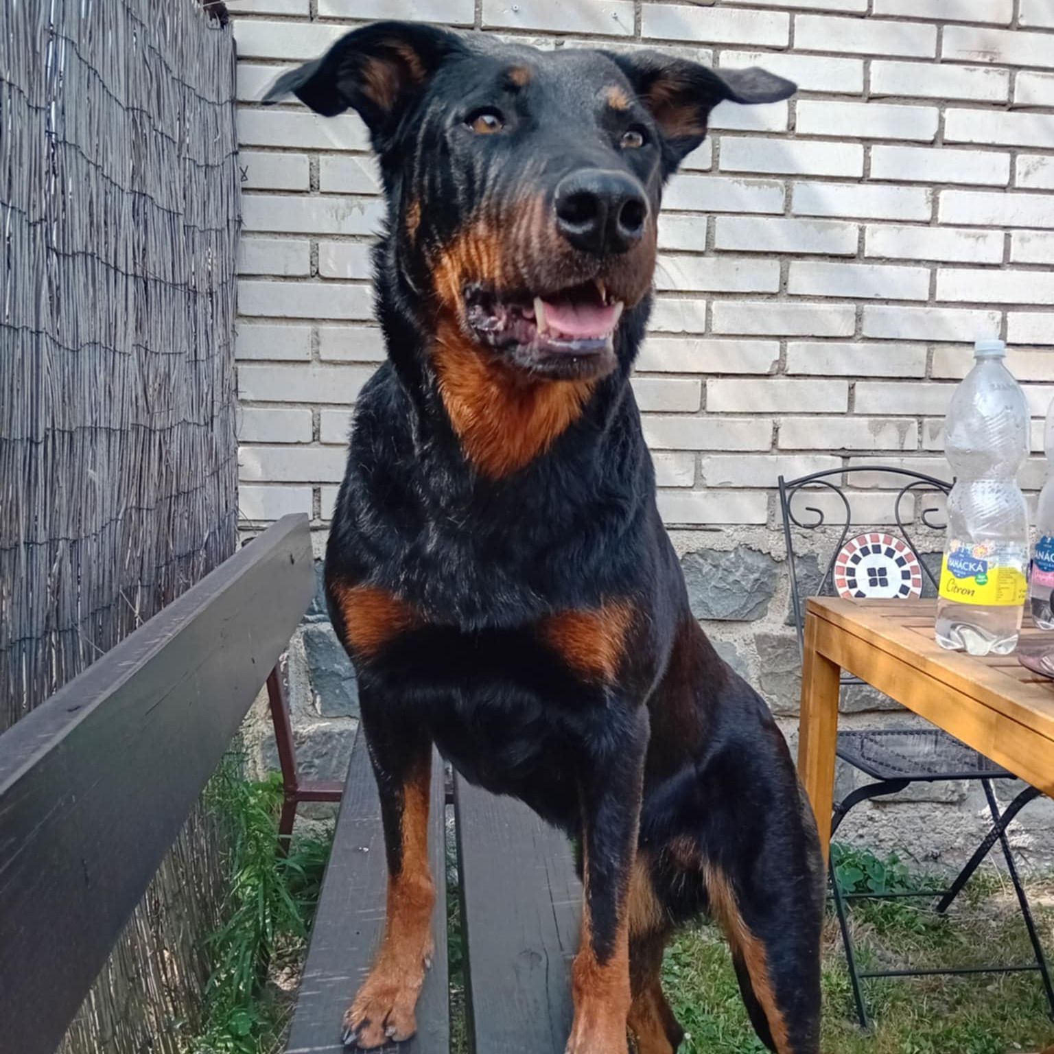 Soutěžní fotografie - Eireen,  Beauceron Berger de Beauce