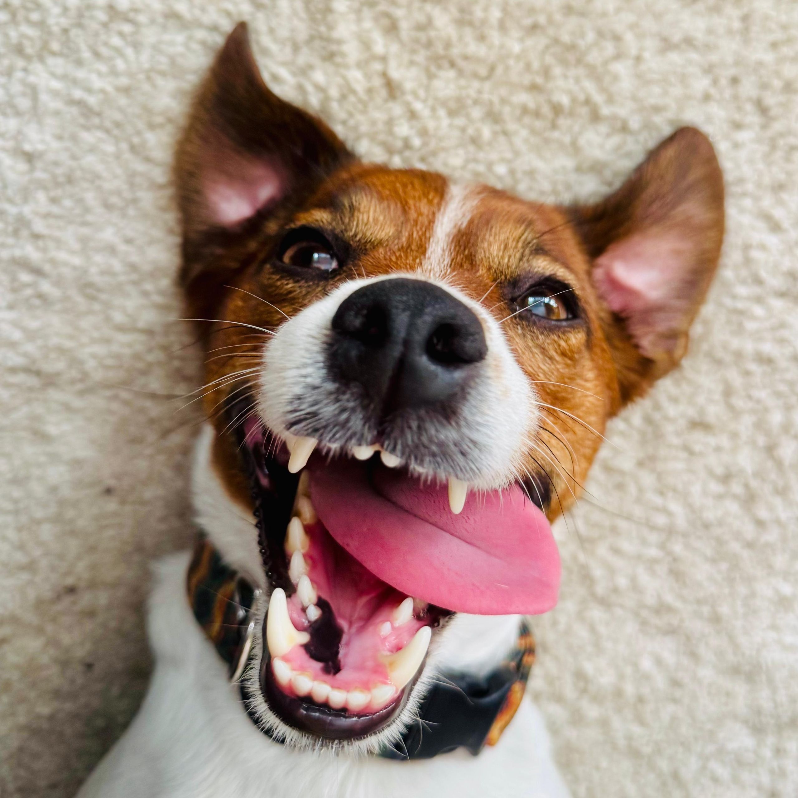 Soutěžní fotografie - Marley,  Jack Russell Teriér