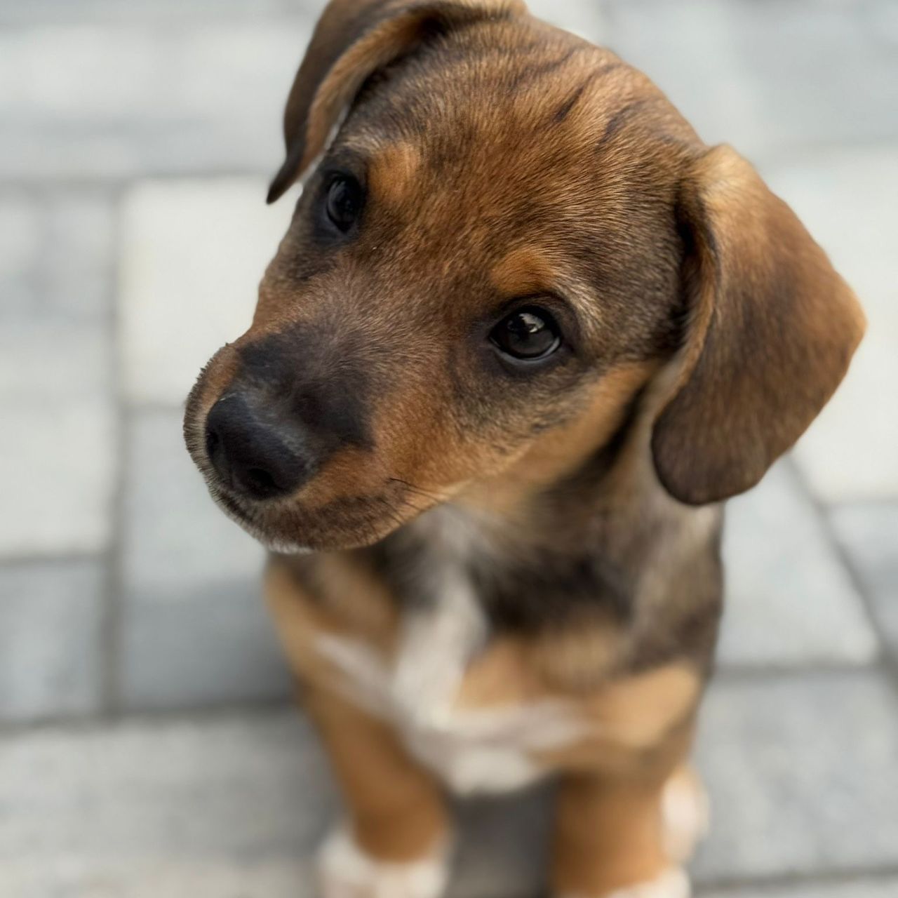 Soutěžní fotografie - Dingo,  Ostatní