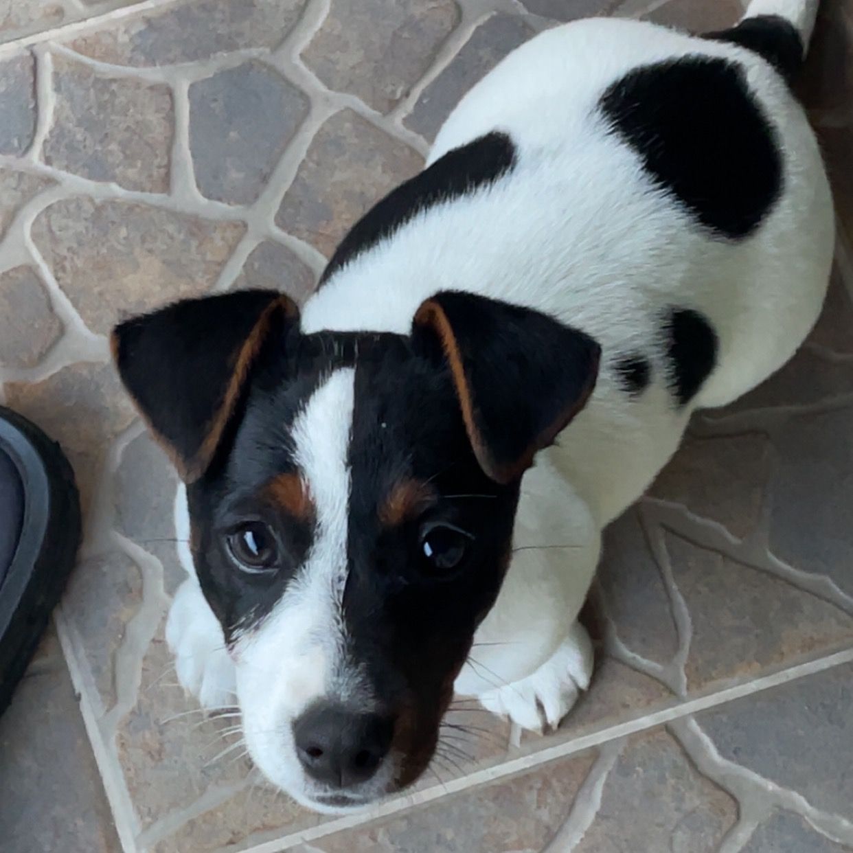 Soutěžní fotografie - Izzy,  Jack Russell Teriér