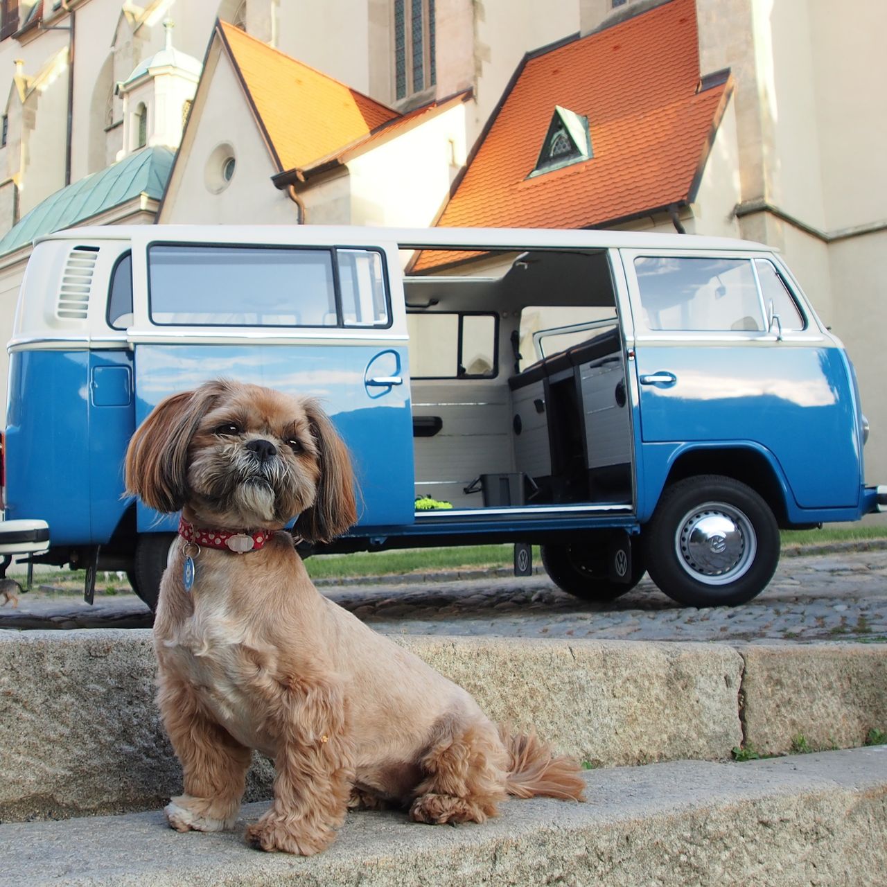 Soutěžní fotografie - Elina,  Shih-tzu