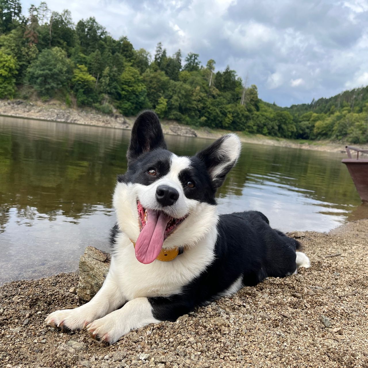 Soutěžní fotografie - BRIXx,  Welsh Corgi Cardigan