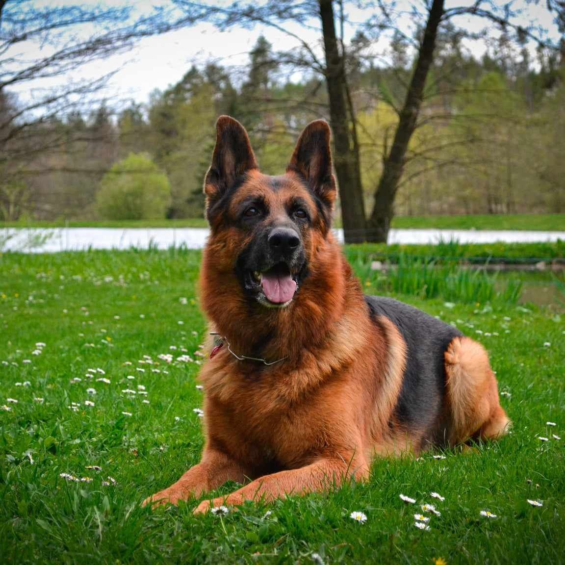 Soutěžní fotografie - Amon,  Německý ovčák