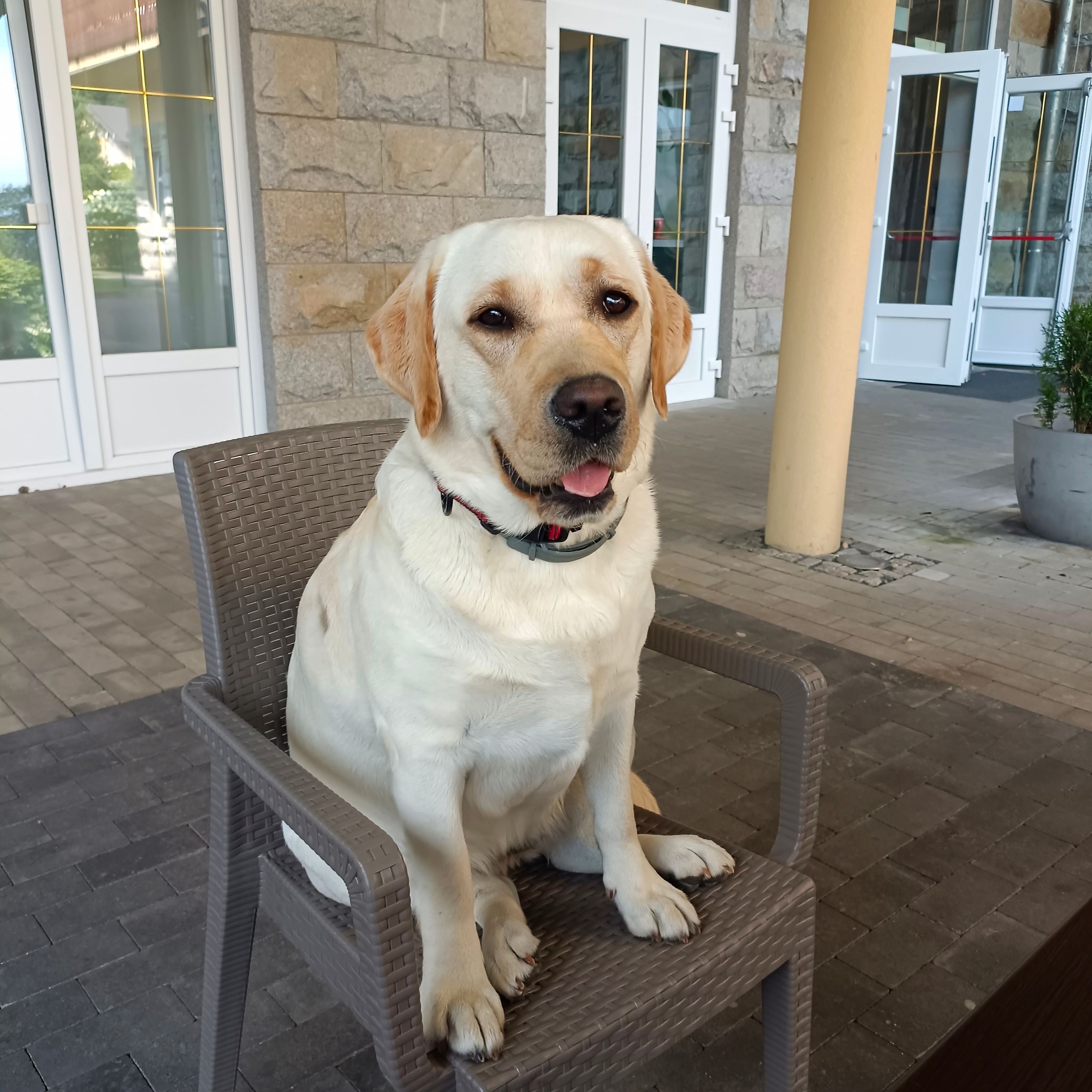 Soutěžní fotografie - Jessinka,  Labradorský retriever
