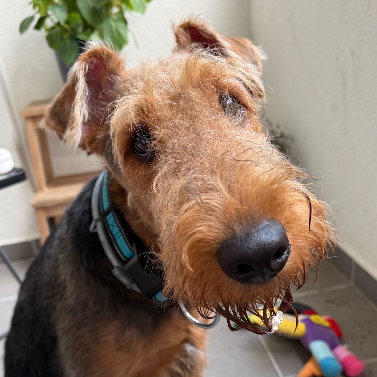 Soutěžní fotografie - zorro,  Airedale terier