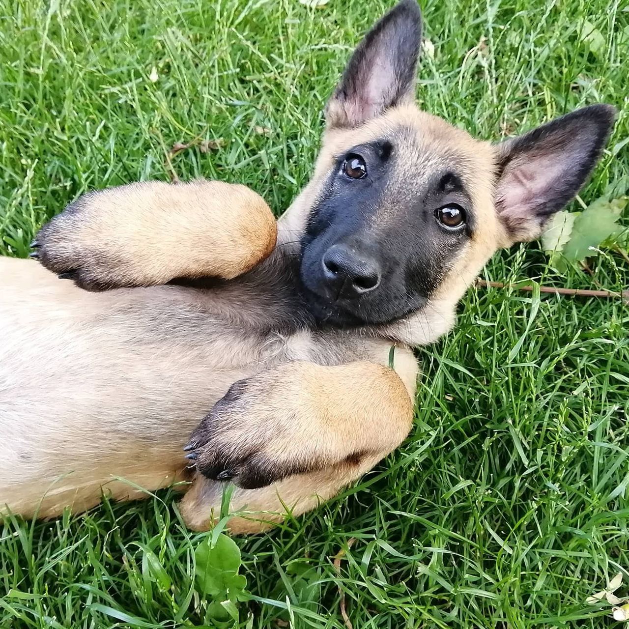 Soutěžní fotografie - Rona,  Belgický ovčák - Malinois
