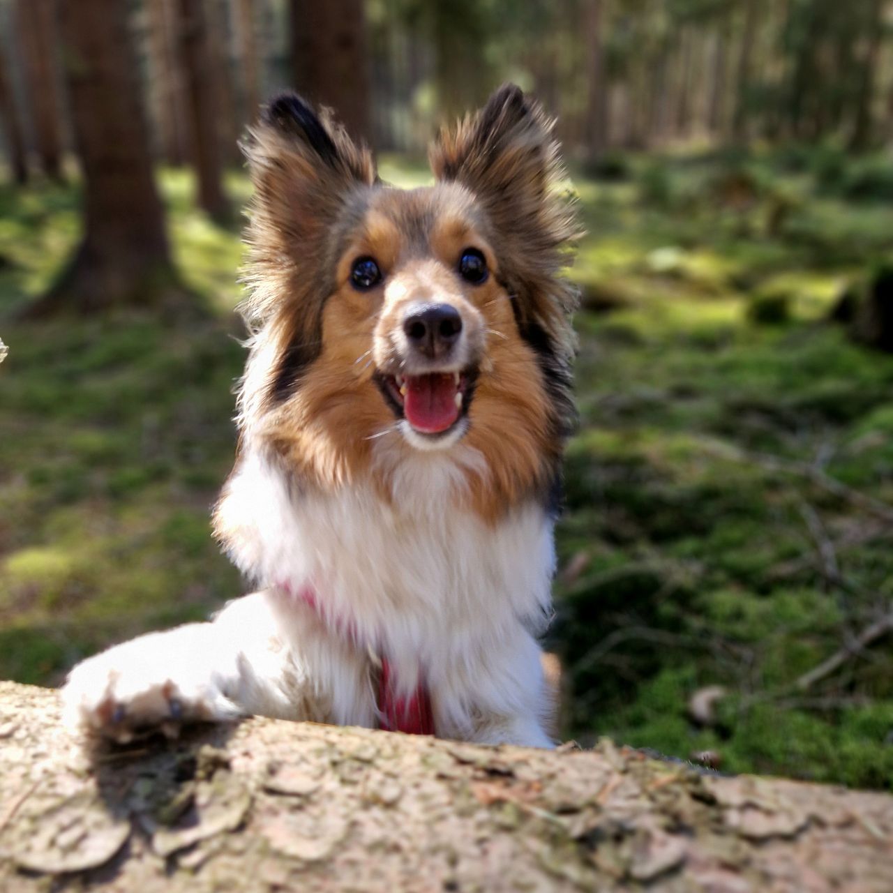 Soutěžní fotografie - Meggie,  Sheltie