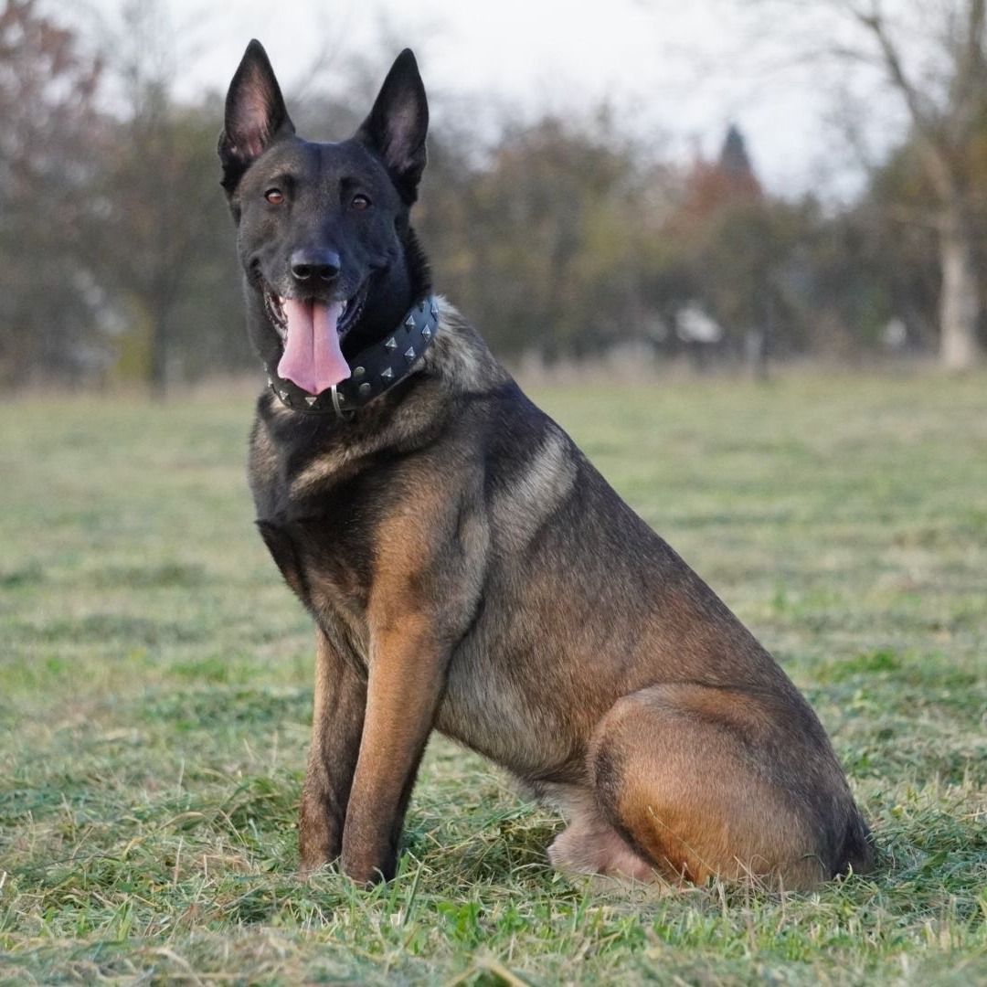 Soutěžní fotografie - Enfer,  Belgický ovčák - Malinois