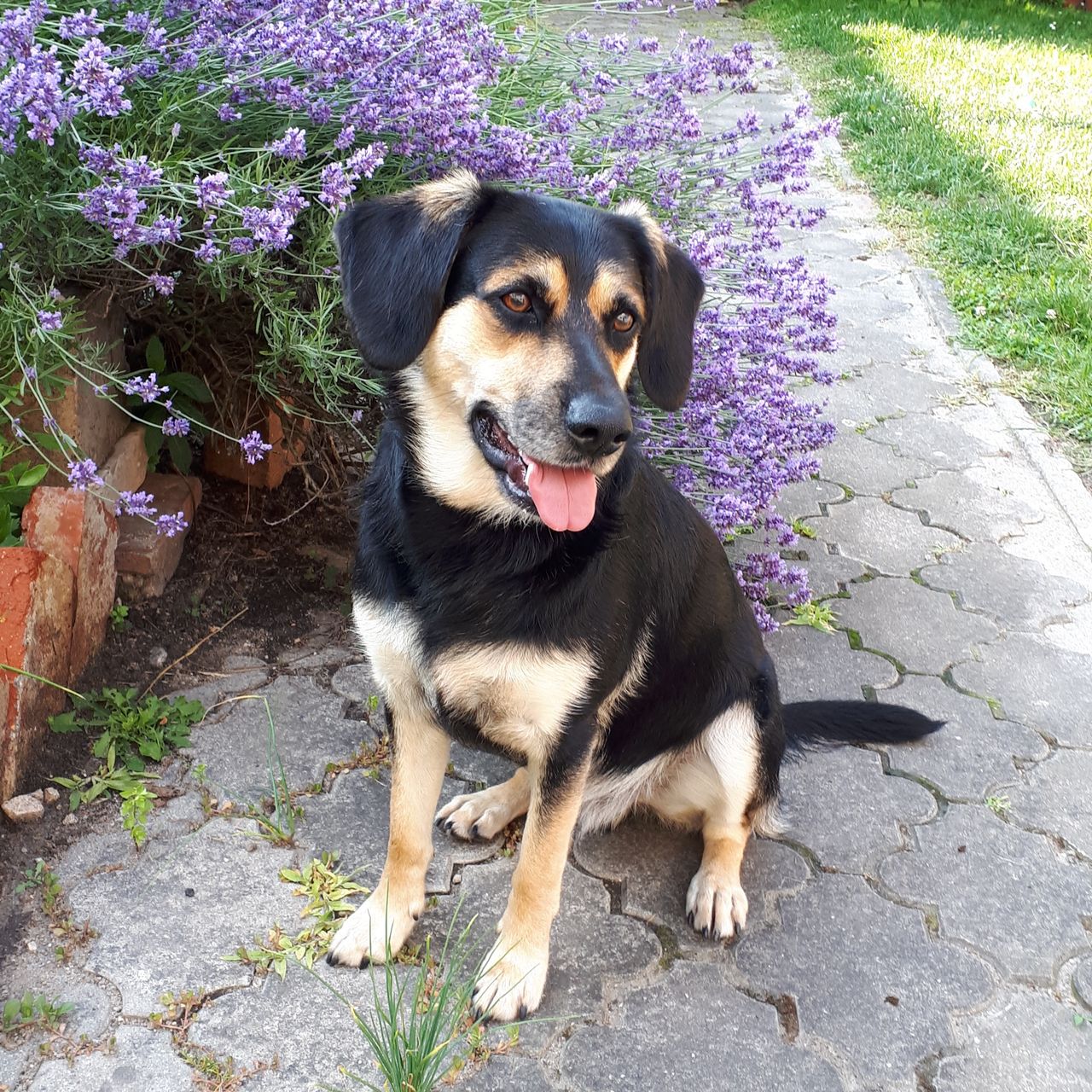 Soutěžní fotografie - Loki,  Ostatní