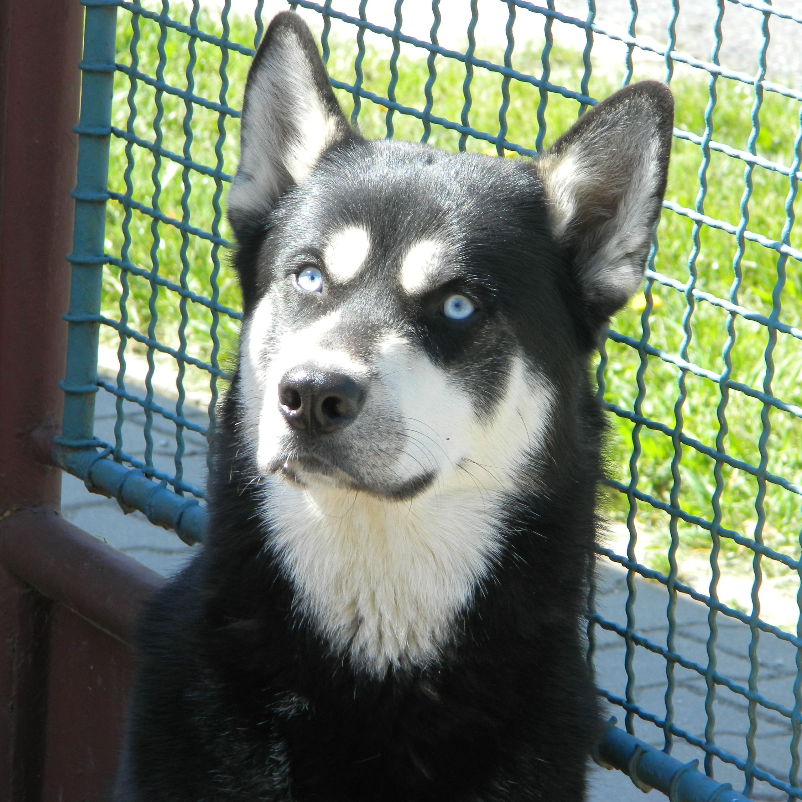 Soutěžní fotografie - Black,  Sibiřský husky