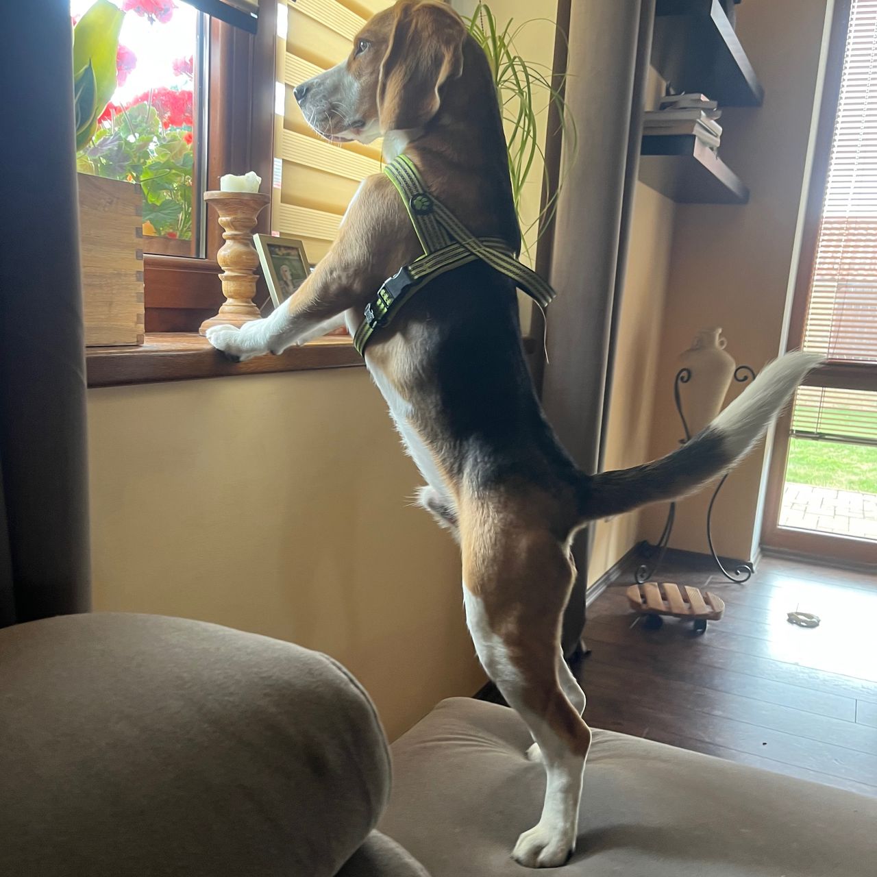 Soutěžní fotografie - Versace Mantis,  Beagle
