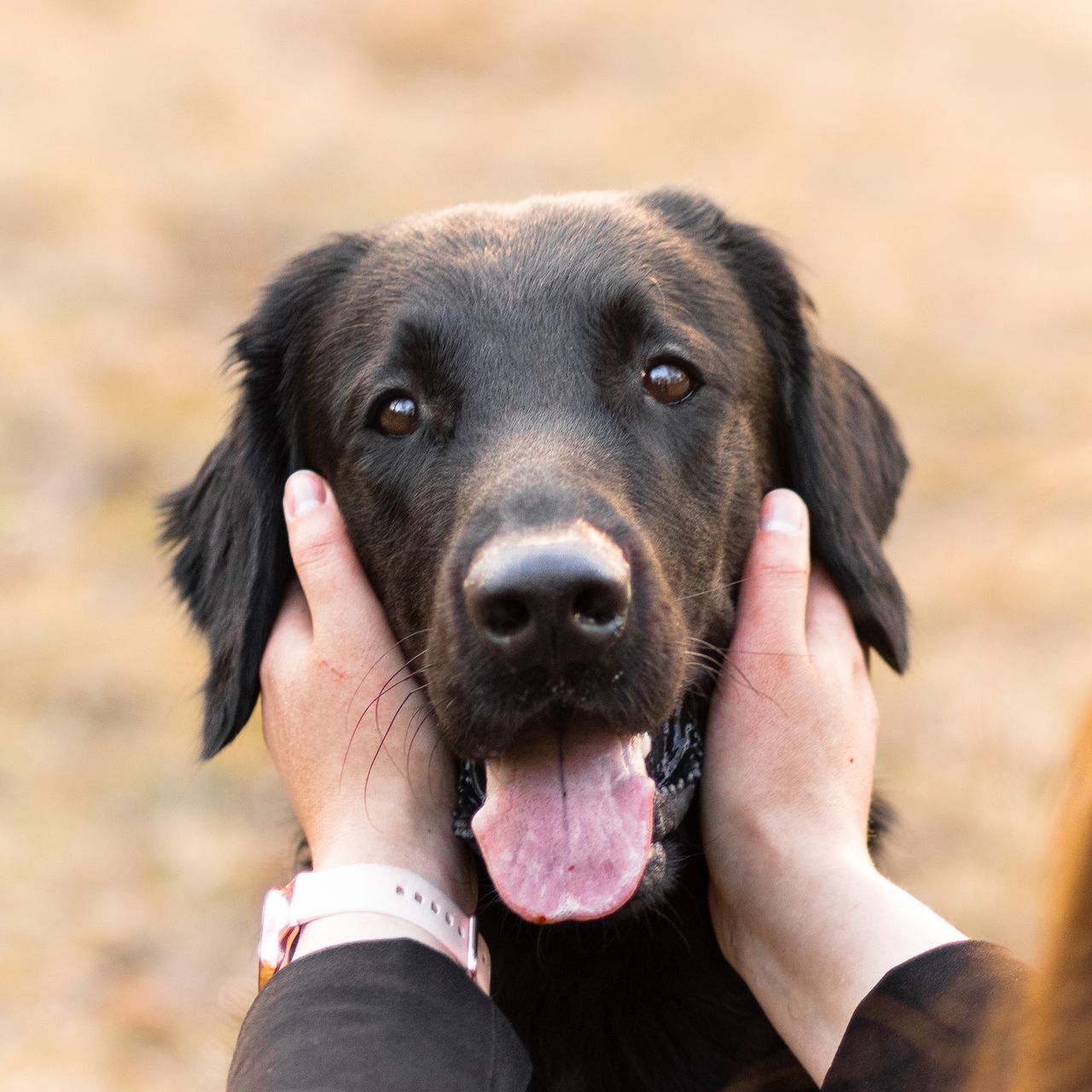 Soutěžní fotografie - Hiro,  Flat Coated Retriever