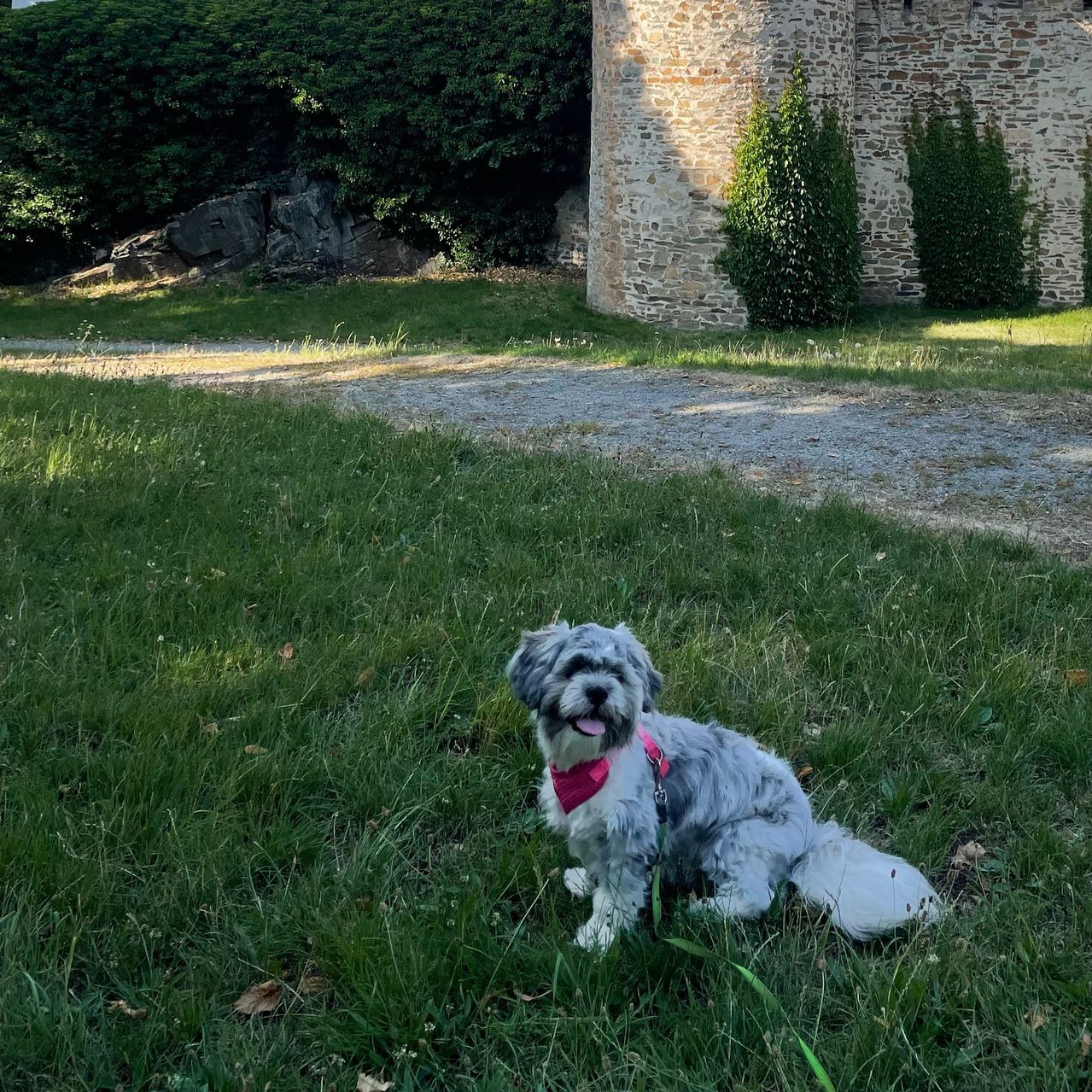 Soutěžní fotografie - Mája,  Shih-tzu
