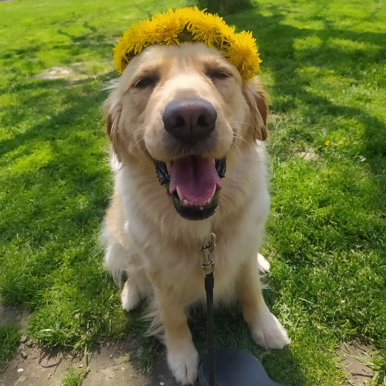 Soutěžní fotografie - Jessie,  Zlatý retriever