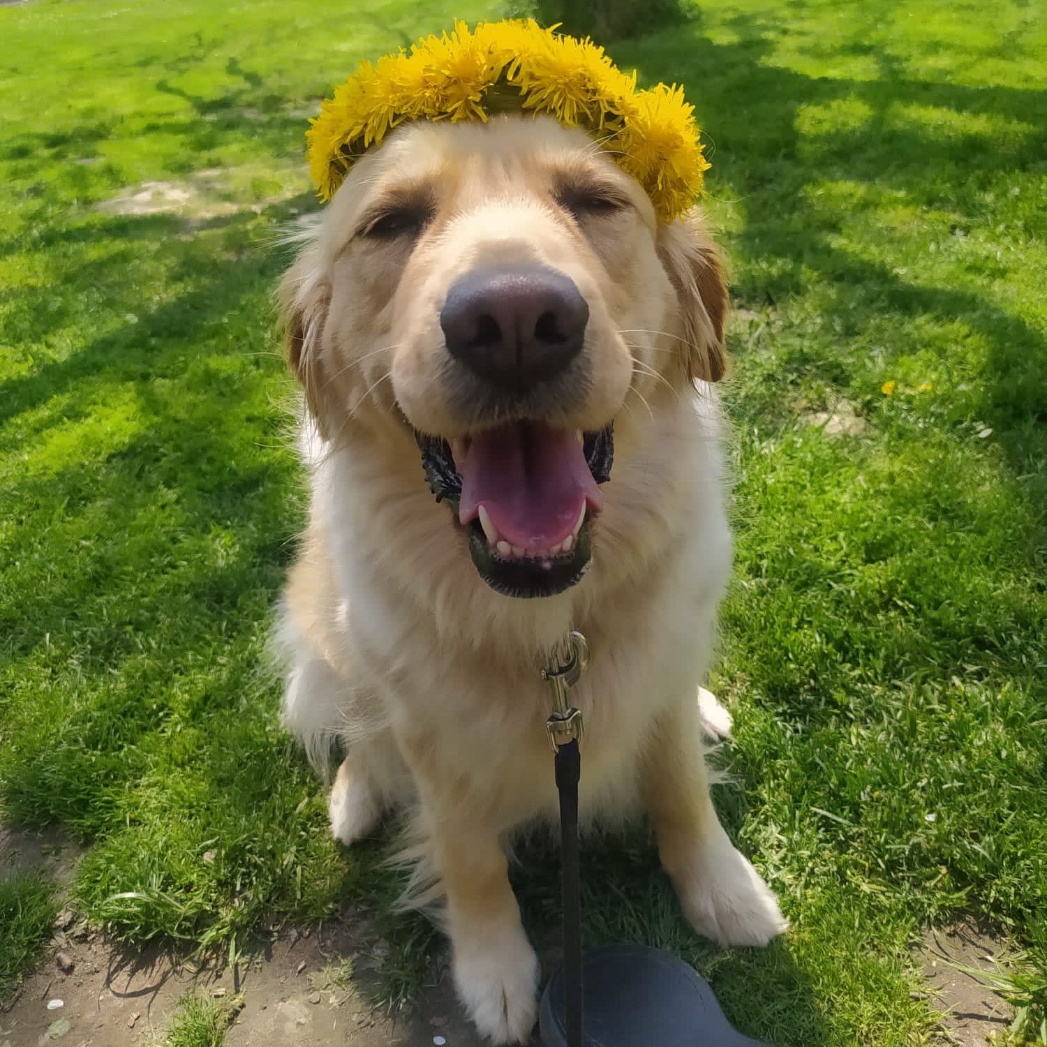 Soutěžní fotografie - Jessie,  Zlatý retriever