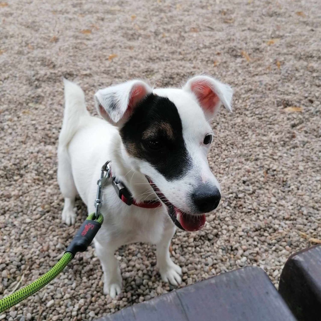 Soutěžní fotografie - Jessie,  Jack Russell Teriér