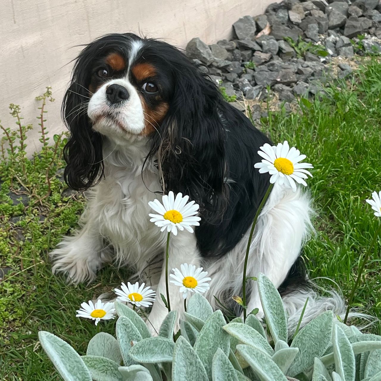 Soutěžní fotografie - Kessy,  Kavalír King Charles španěl