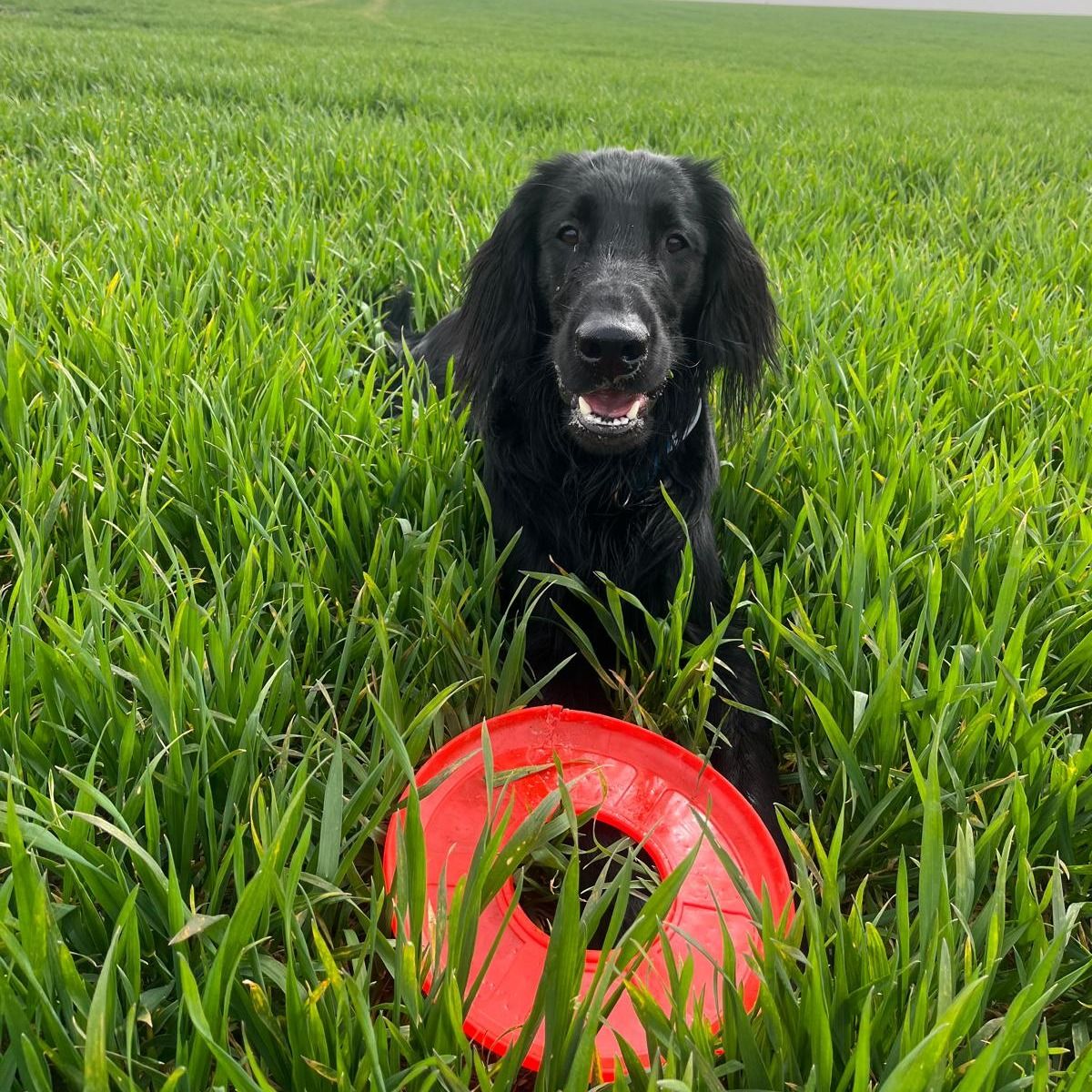 Soutěžní fotografie - Dante,  Flat Coated Retriever