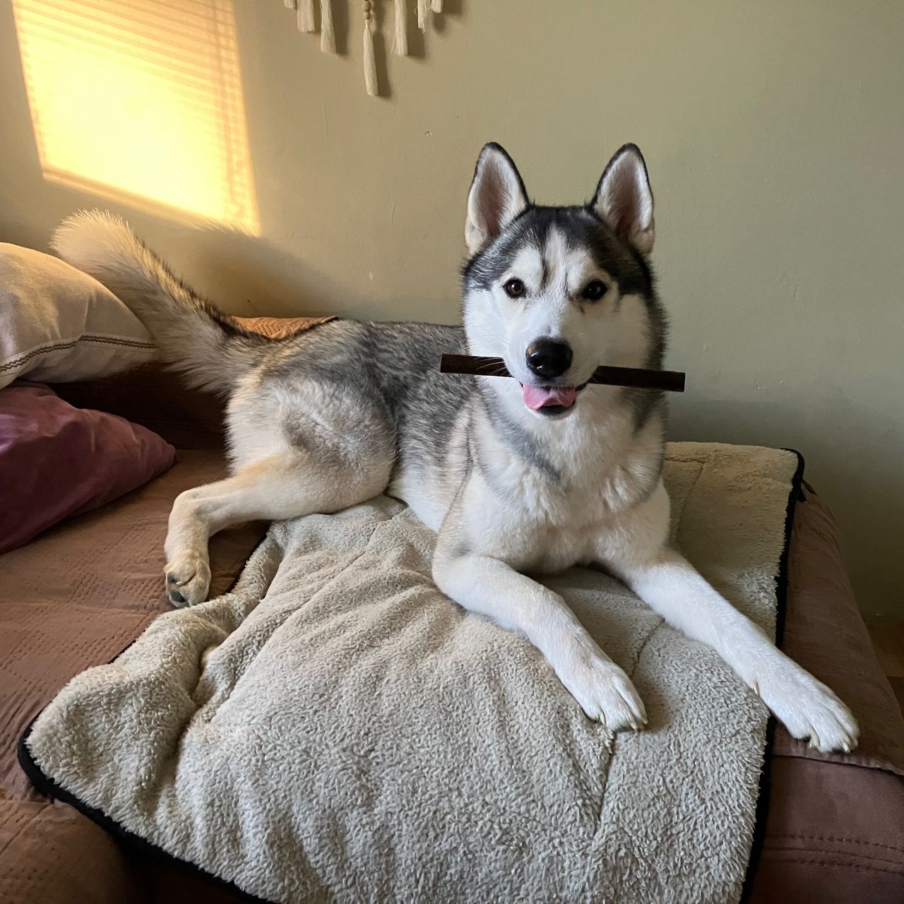 Soutěžní fotografie - Asmo,  Sibiřský husky
