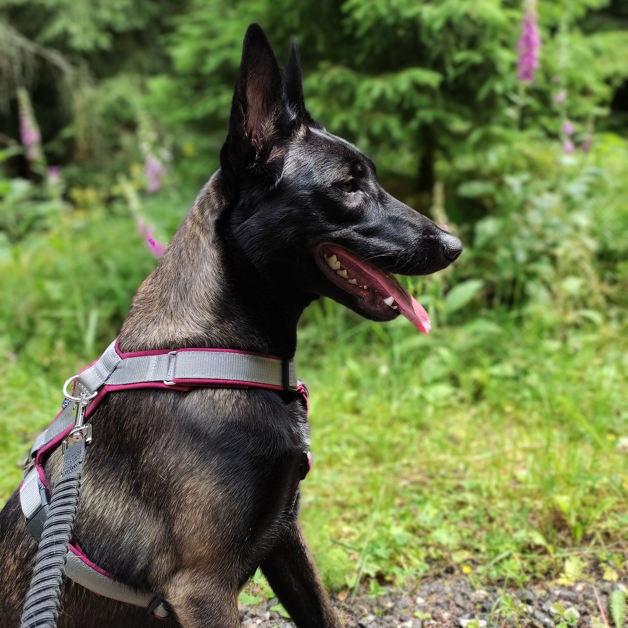 Soutěžní fotografie - Angie,  Belgický ovčák - Malinois