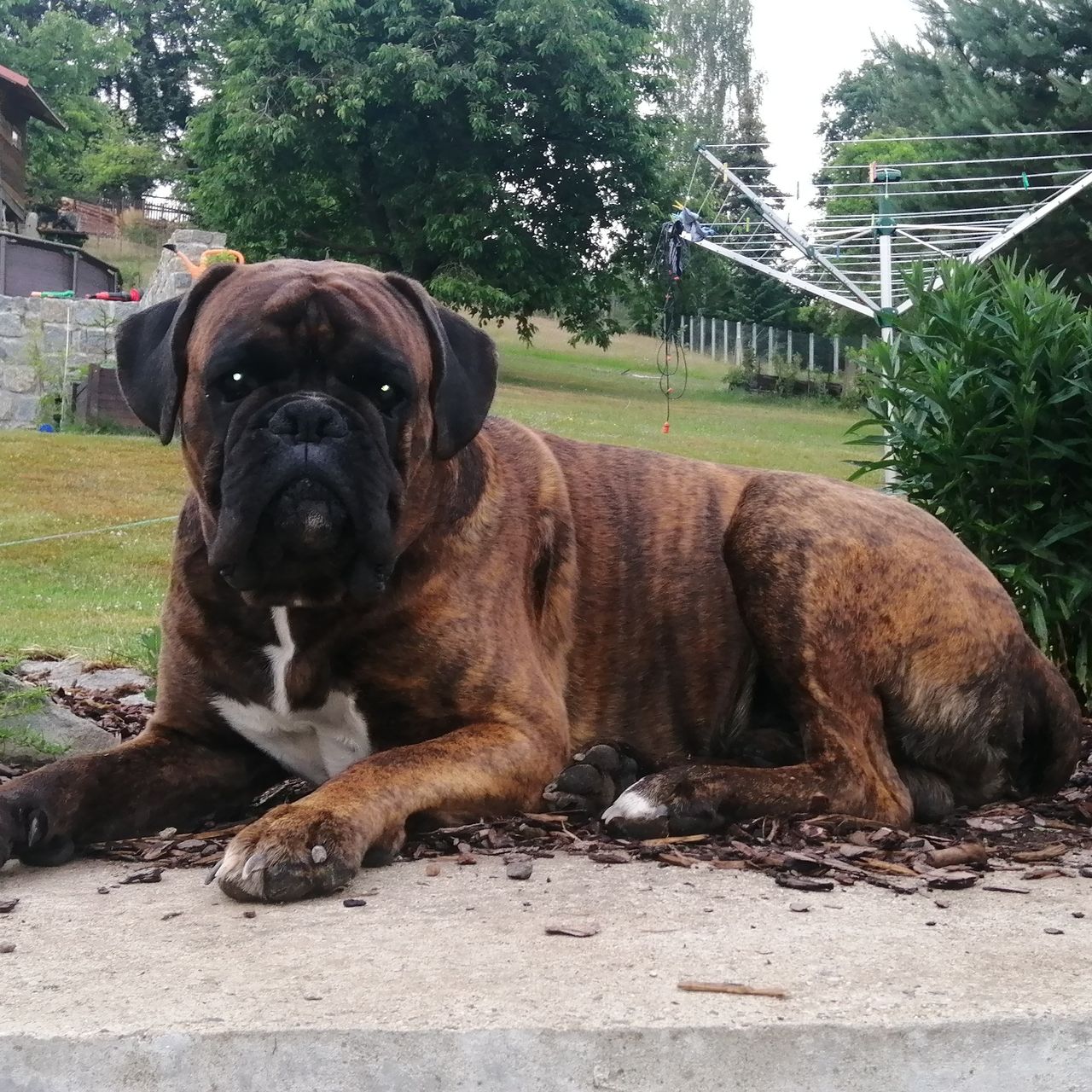 Soutěžní fotografie - Max,  Německý boxer