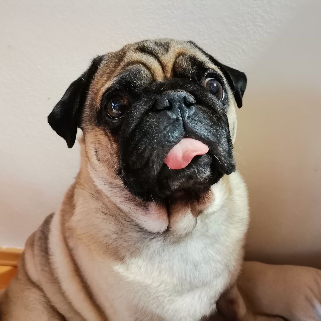 Soutěžní fotografie - Barbucha,  Mops