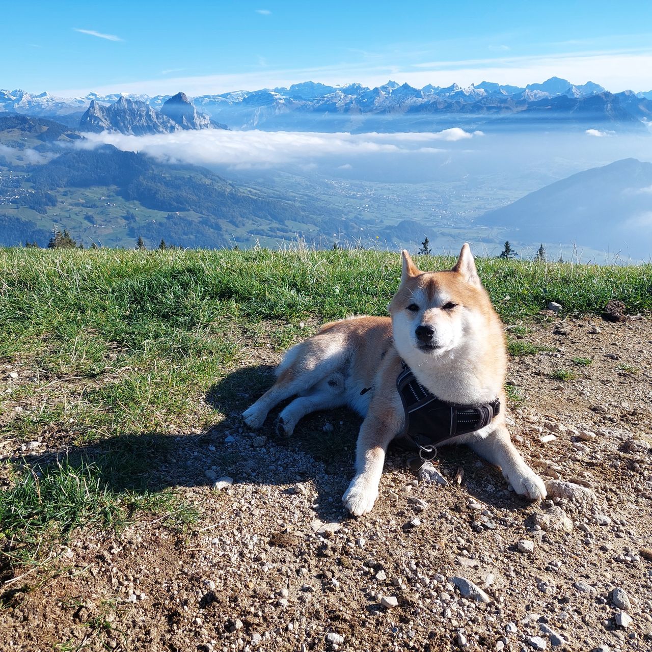 Soutěžní fotografie - Arnie,  Shiba