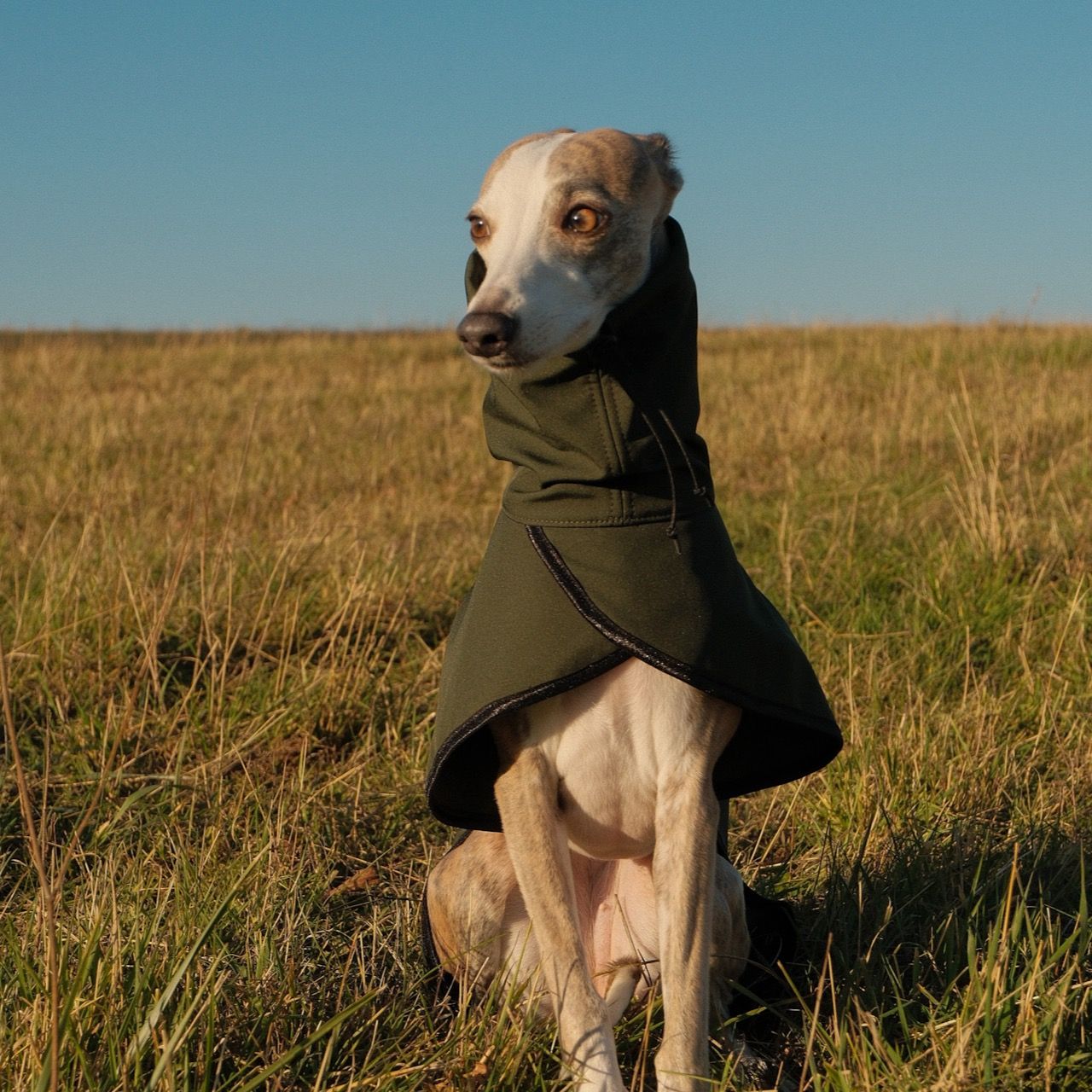 Soutěžní fotografie - Ria,  Whippet