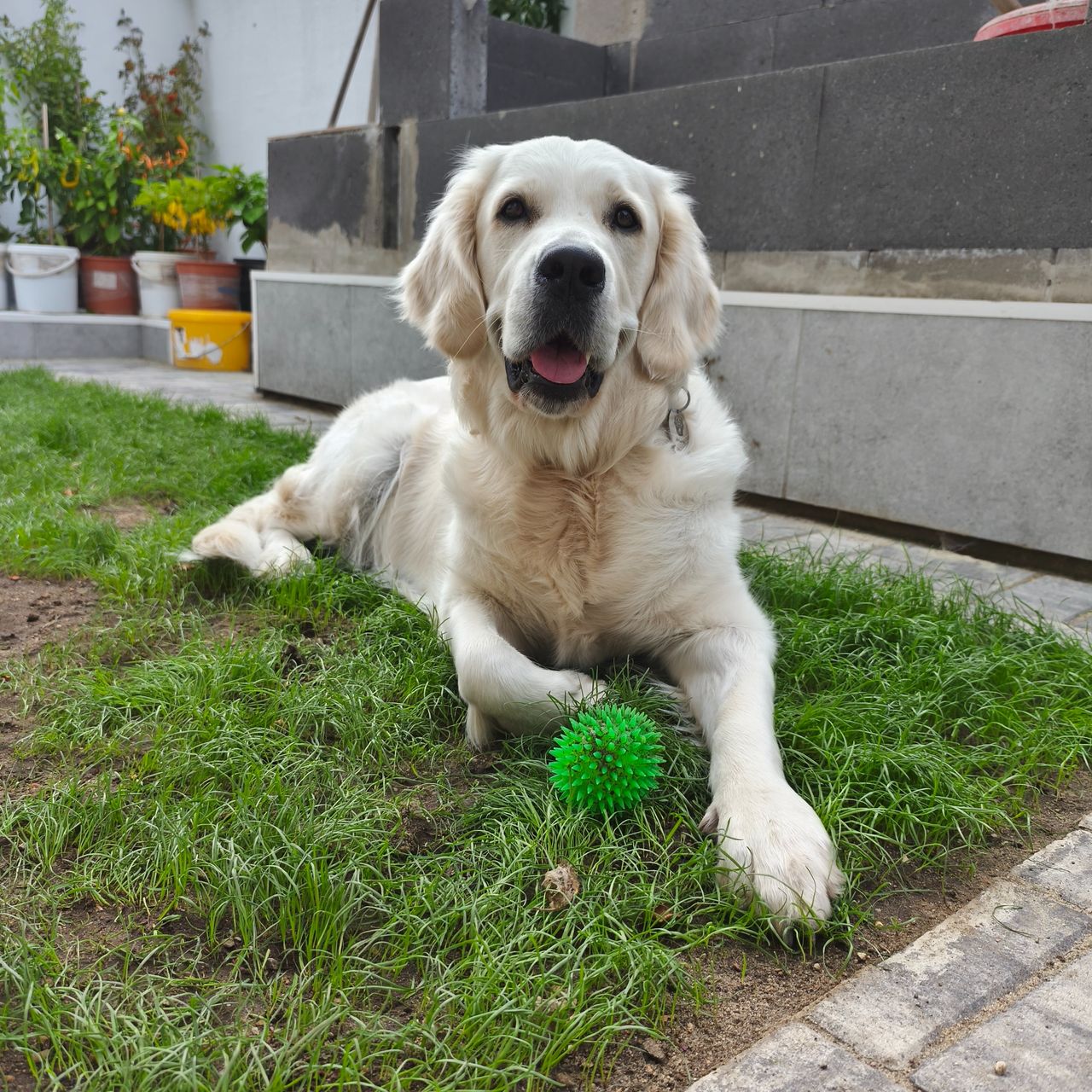 Soutěžní fotografie - Afrodita,  Zlatý retriever