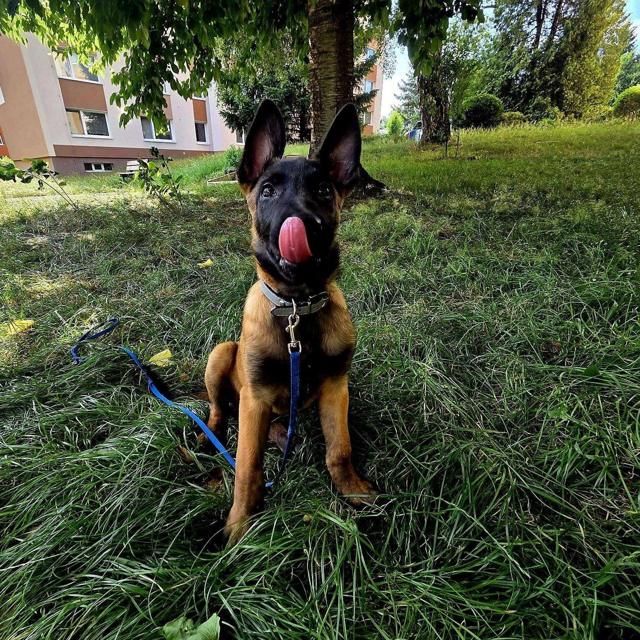 Soutěžní fotografie - Dexter,  Belgický ovčák - Malinois