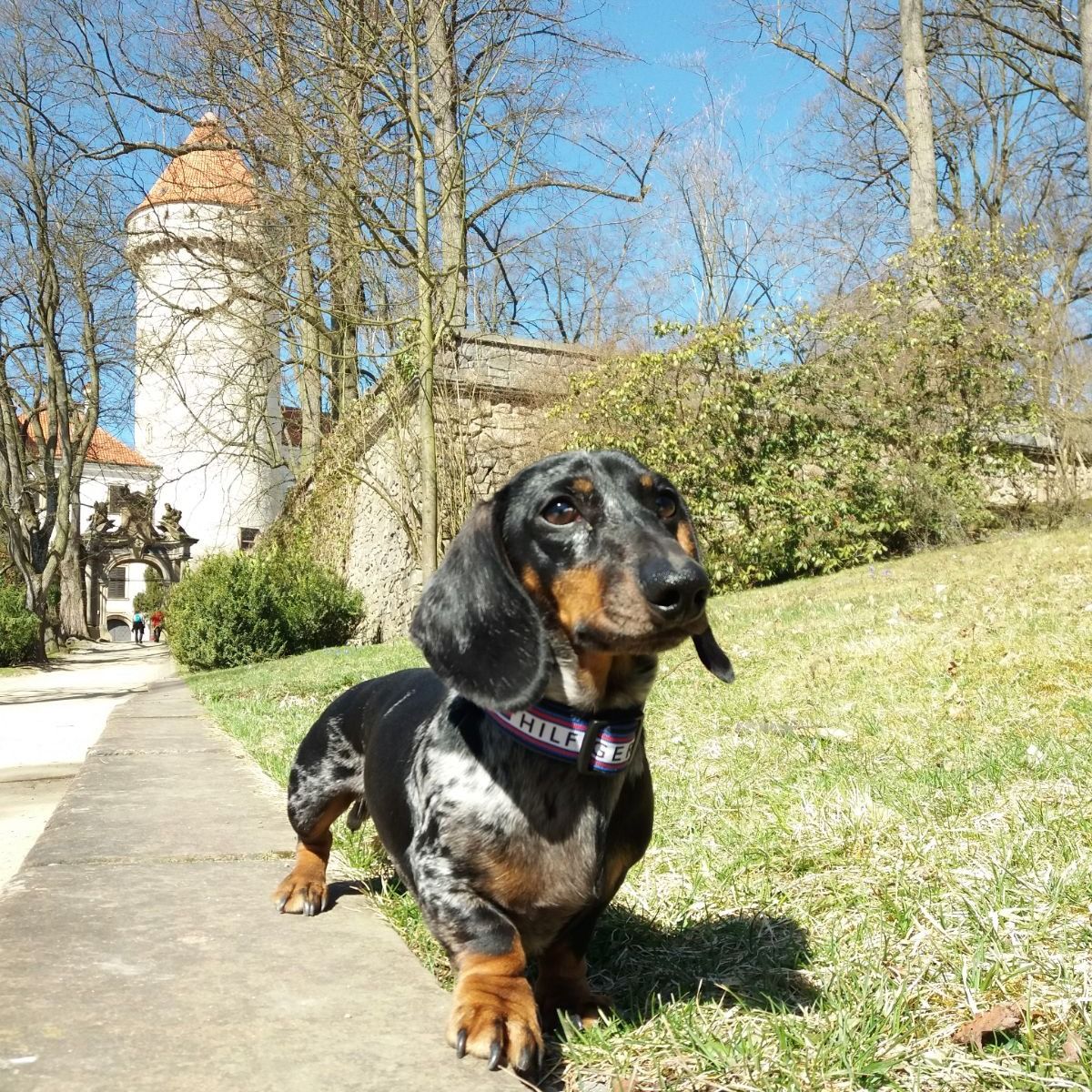 Soutěžní fotografie - Kipi,  Jezevčík