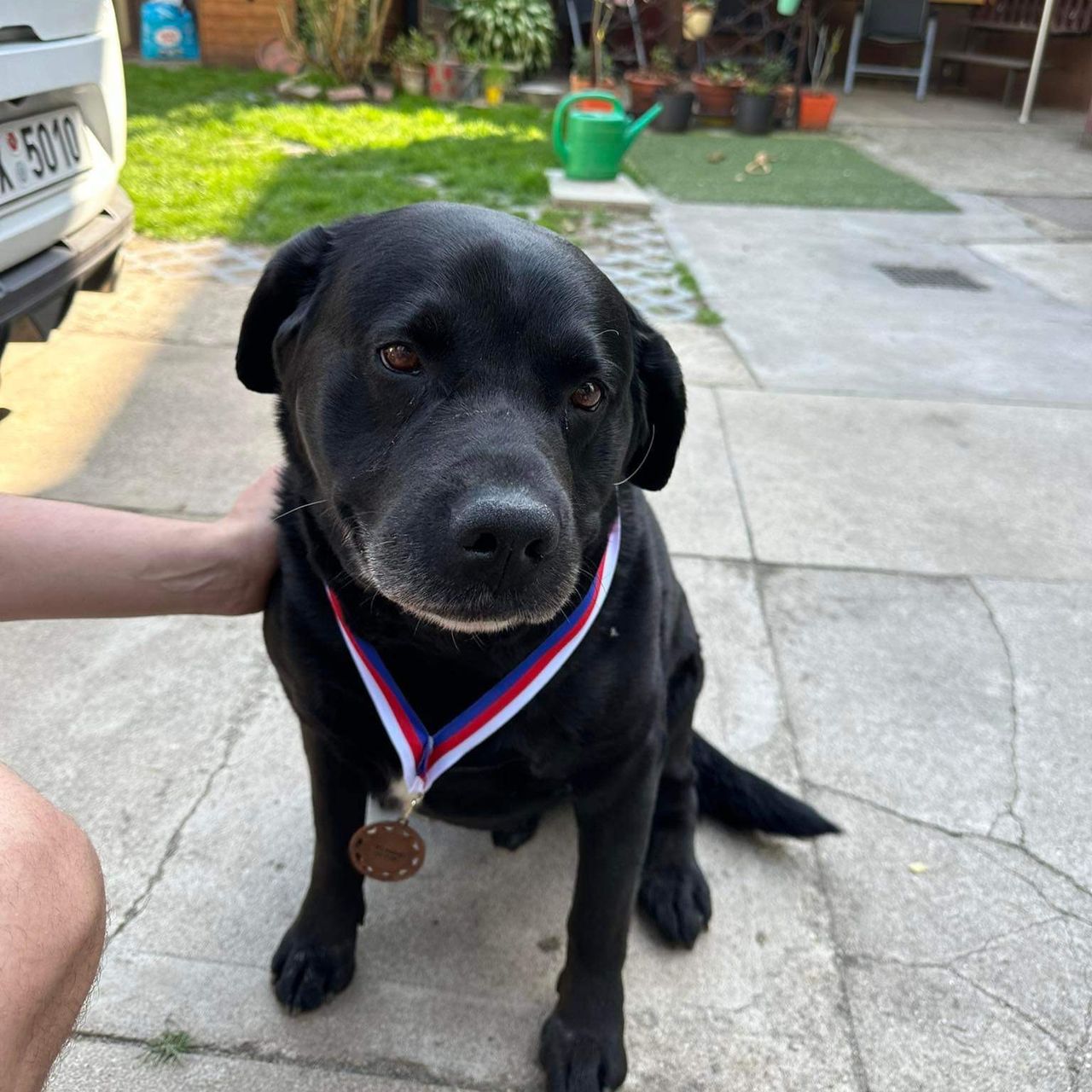 Soutěžní fotografie - Rocky,  Labradorský retriever