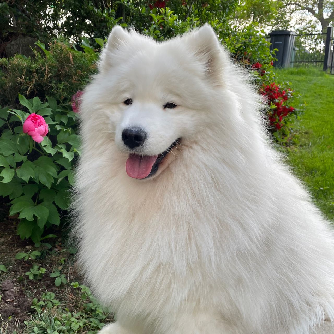 Soutěžní fotografie - Kesi,  Samojed