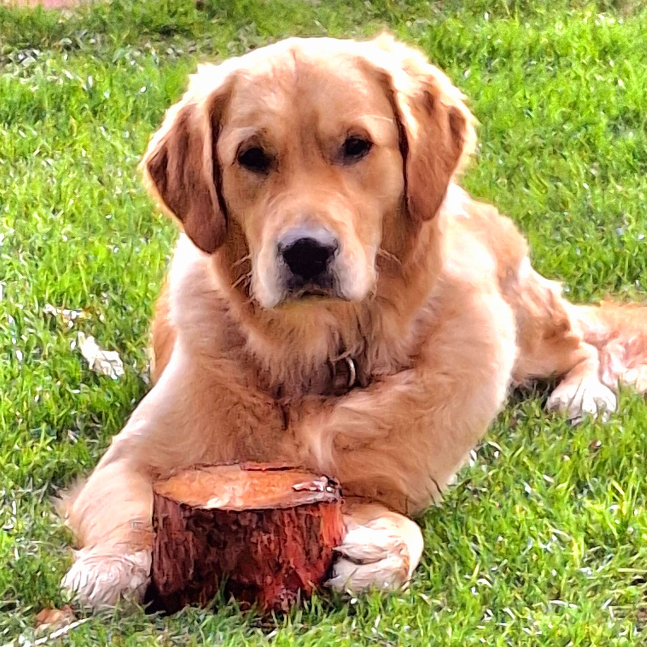 Soutěžní fotografie - Caesar,  Zlatý retriever