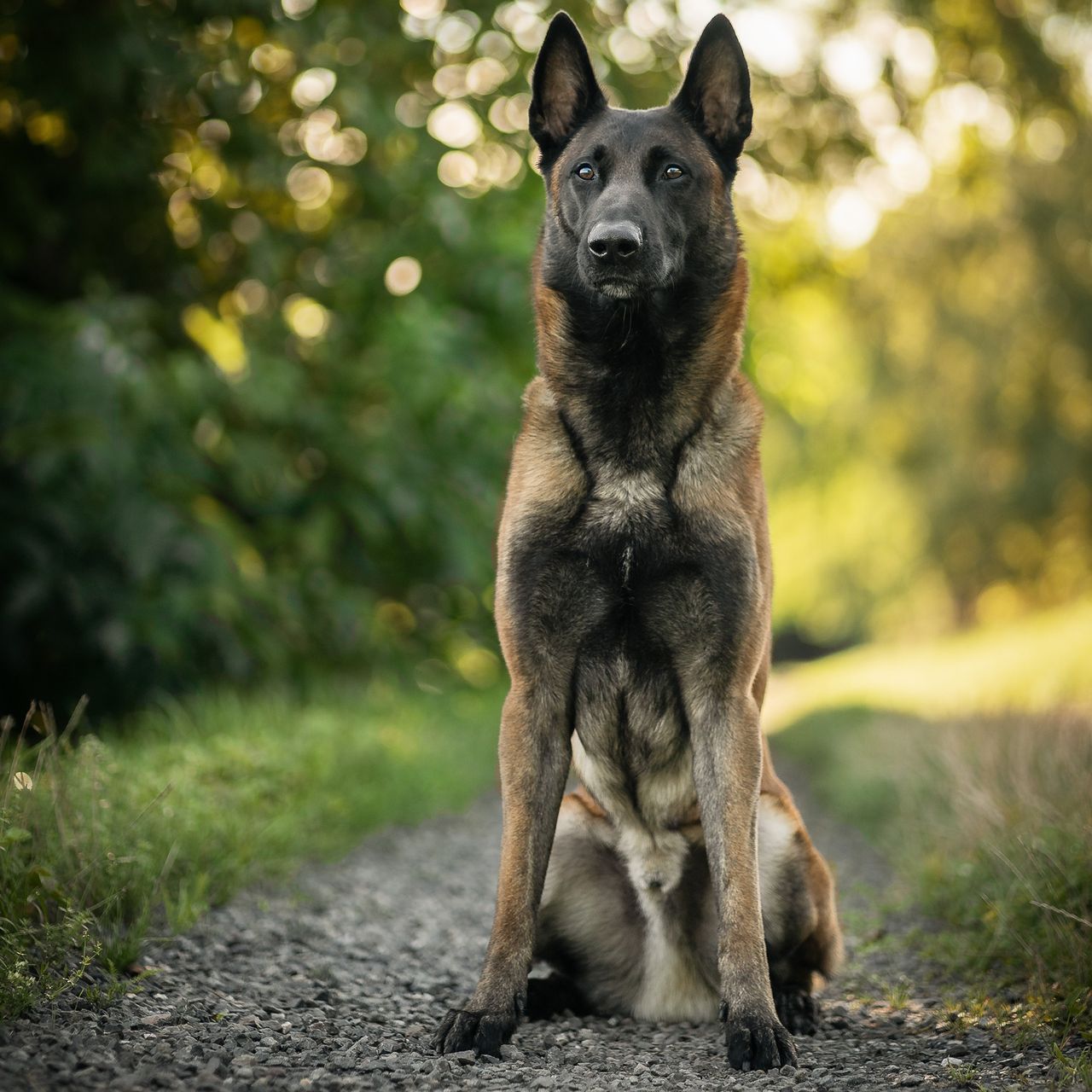 Soutěžní fotografie - Semtex Sa-kra Beskydy,  Belgický ovčák - Malinois