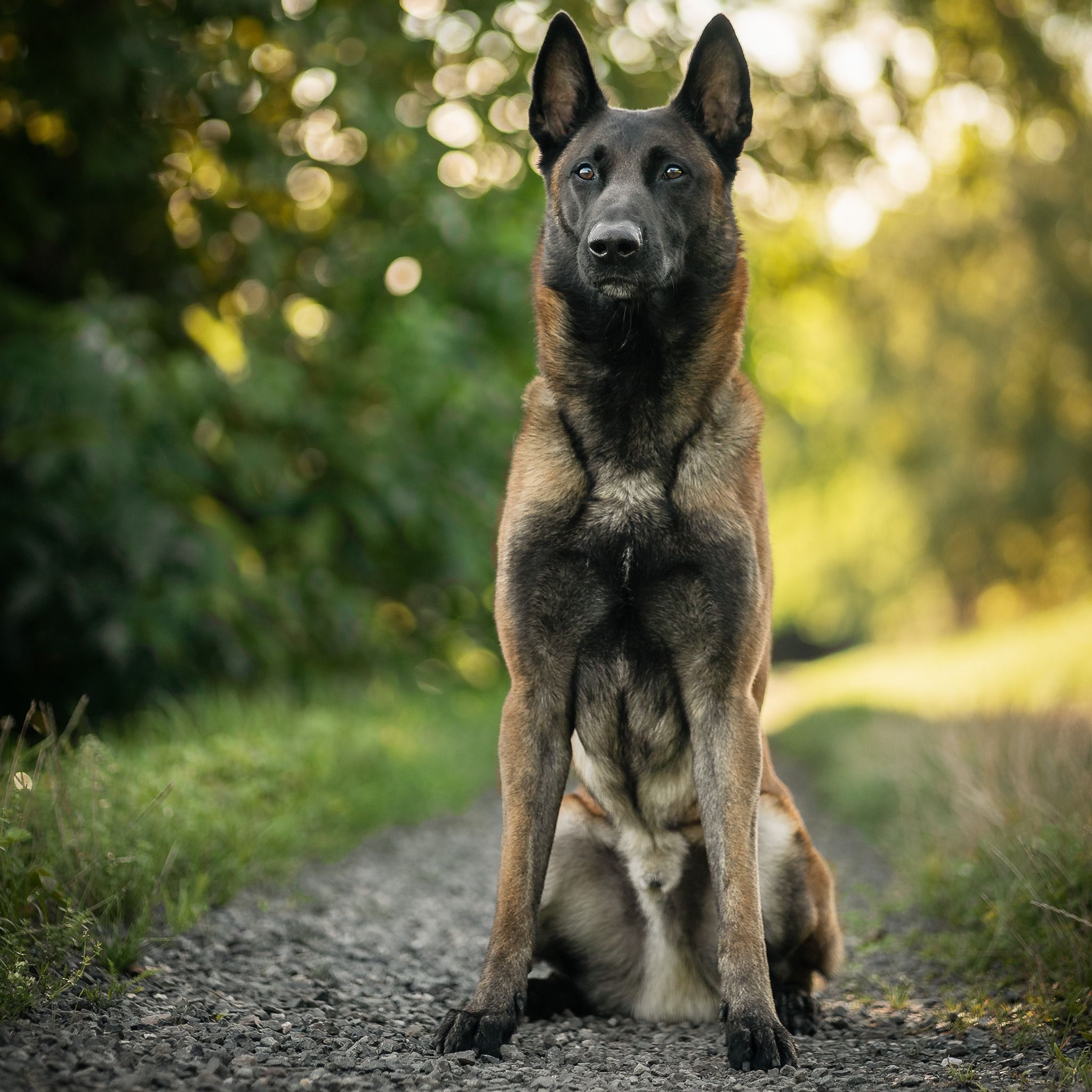 Soutěžní fotografie - Semtex Sa-kra Beskydy,  Belgický ovčák - Malinois