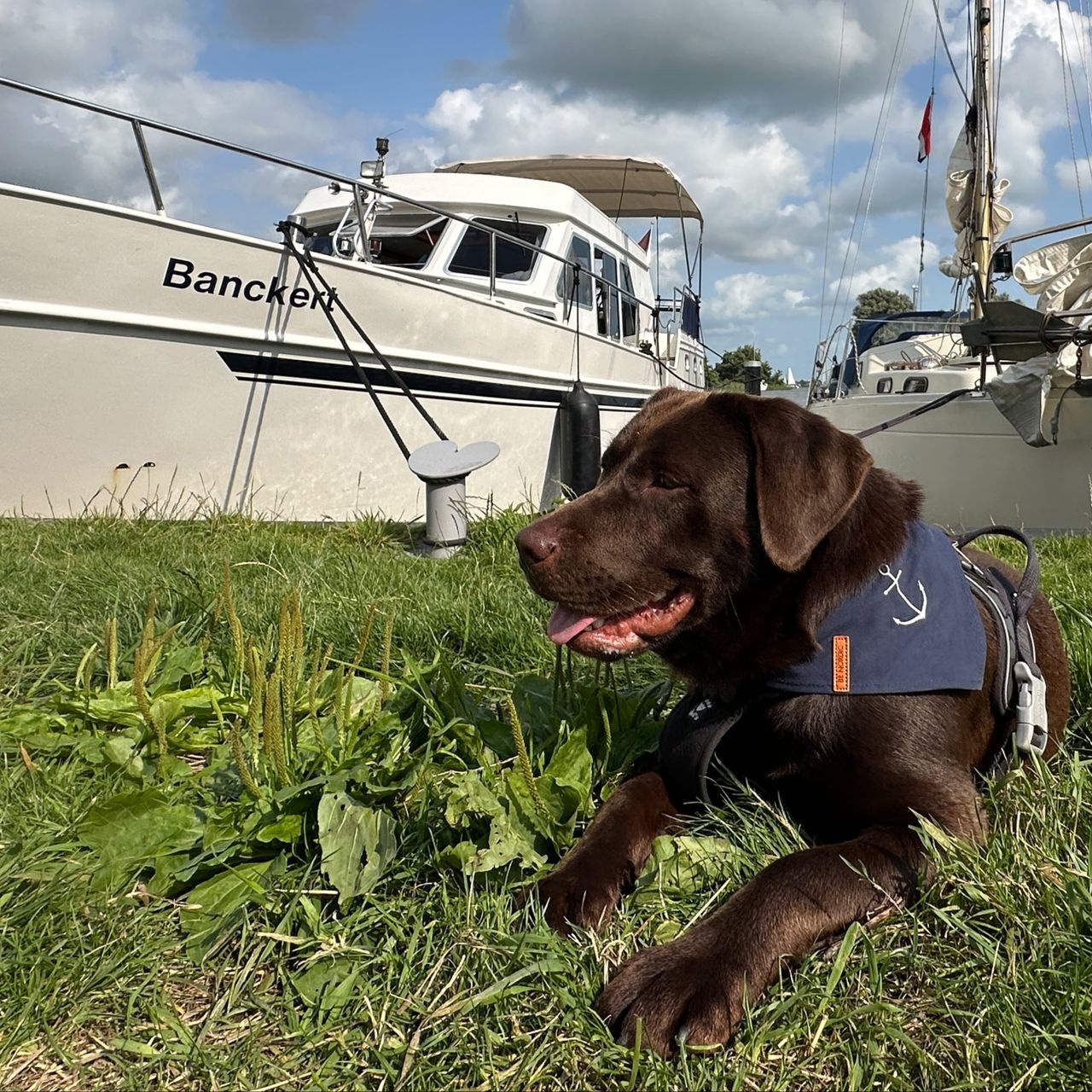 Soutěžní fotografie - Hanny,  Labradorský retriever