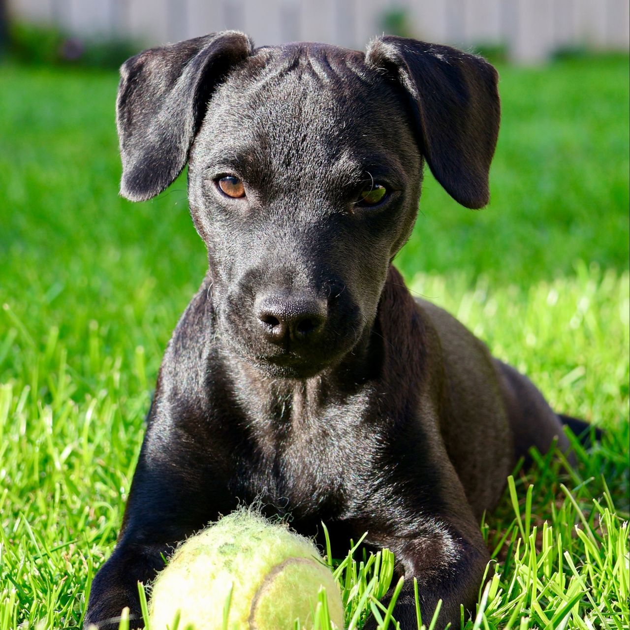 Soutěžní fotografie - Caligula,  Patterdale terier