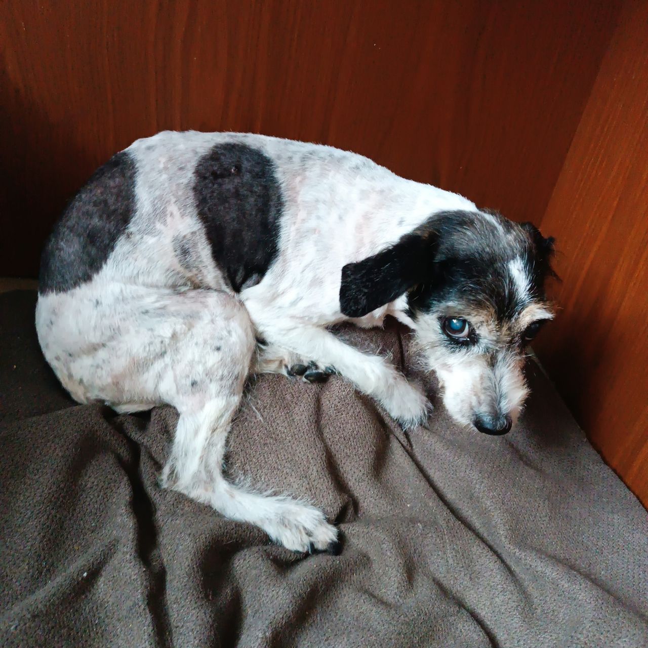Soutěžní fotografie - Jessie,  Jack Russell Teriér