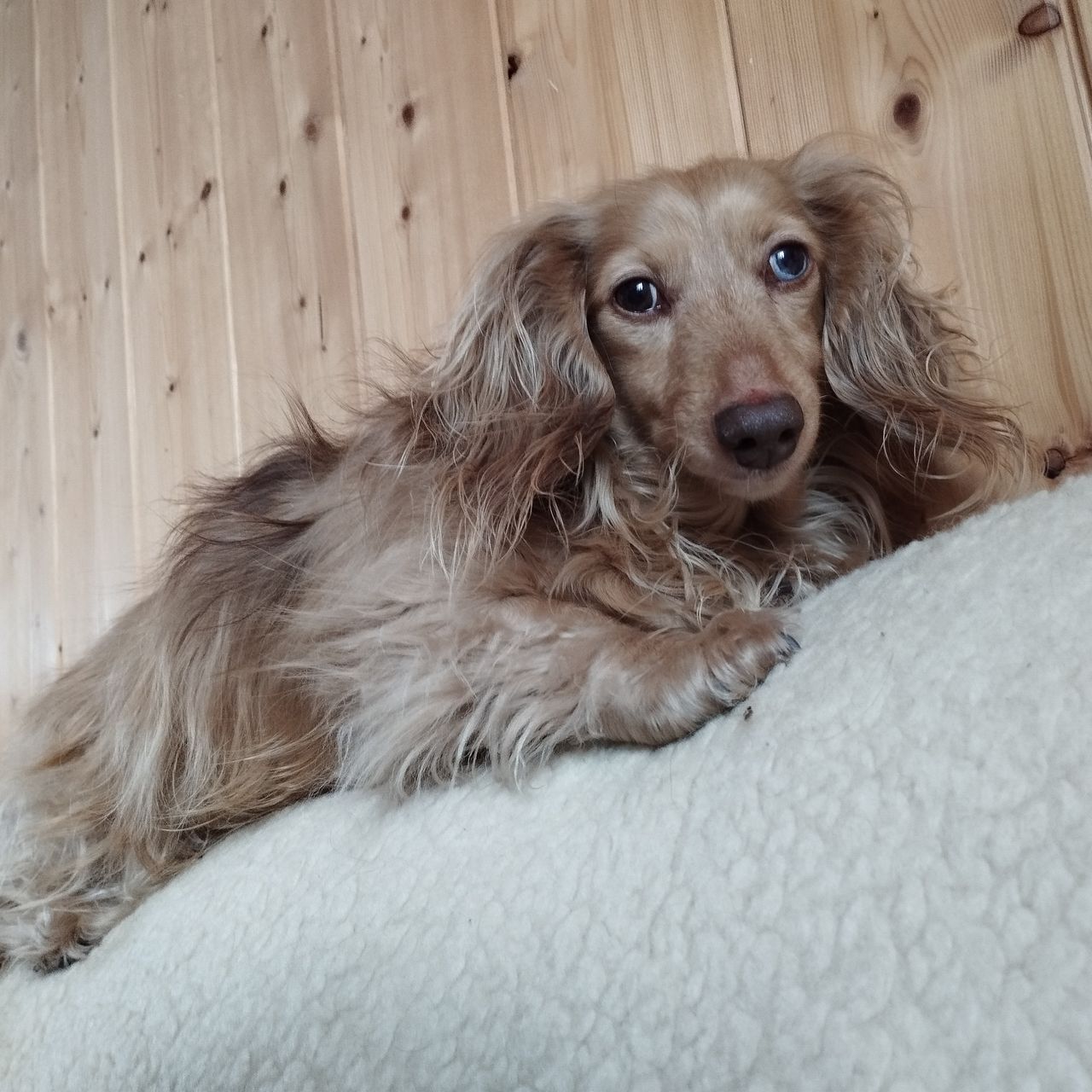 Soutěžní fotografie - Tina,  Jezevčík
