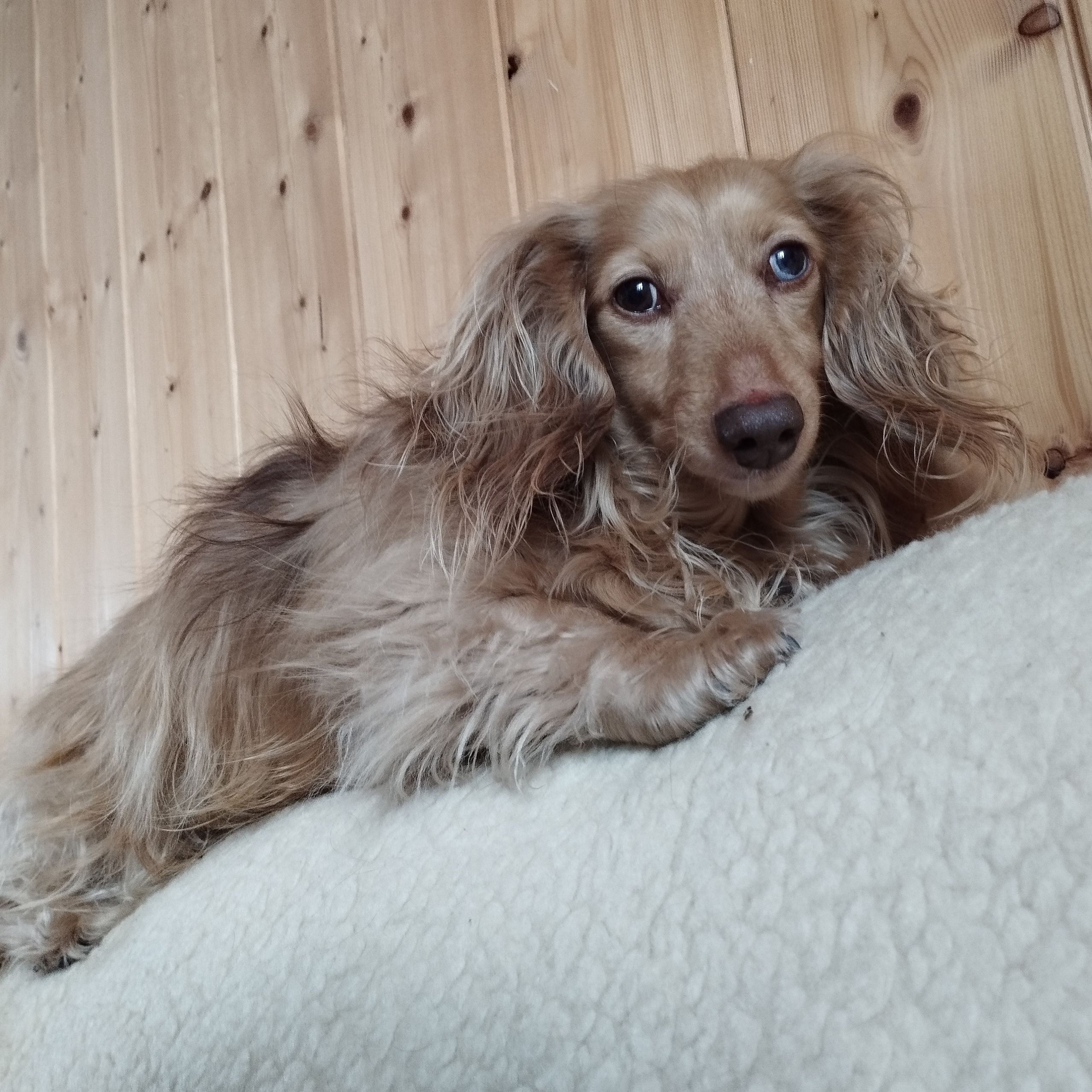 Soutěžní fotografie - Tina,  Jezevčík