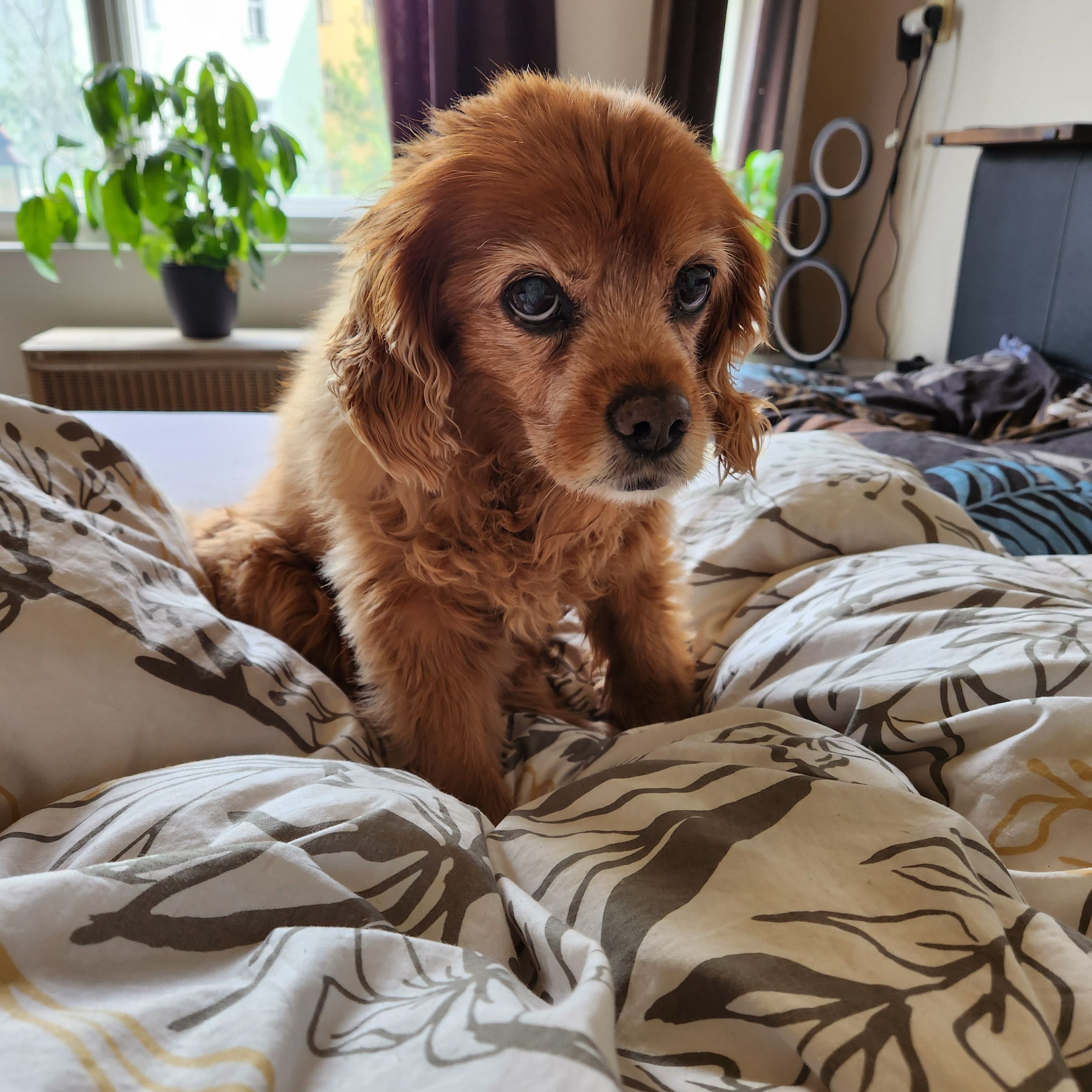 Soutěžní fotografie - Mia,  Ostatní