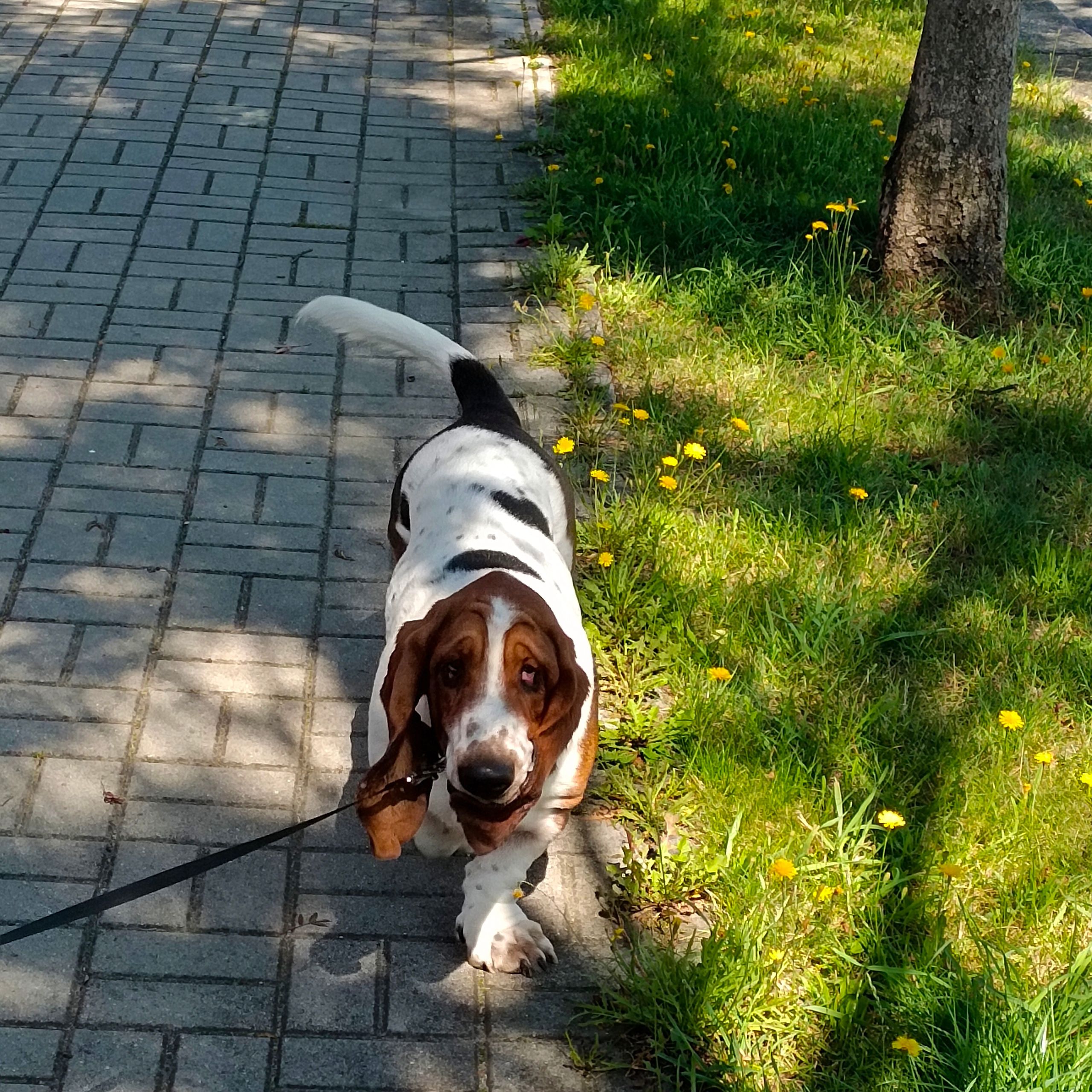 Soutěžní fotografie - Ťapík,  Basset Hound