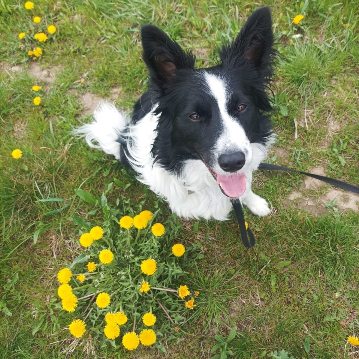 Soutěžní fotografie - Bonny,  Border kolie