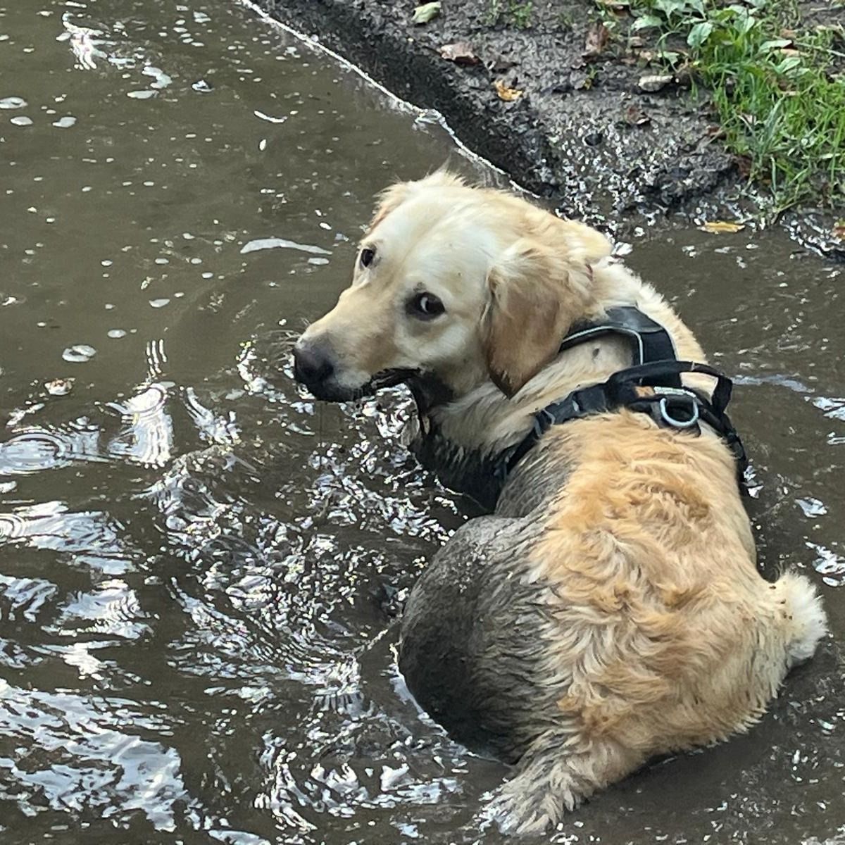 Soutěžní fotografie - Arina,  Zlatý retriever