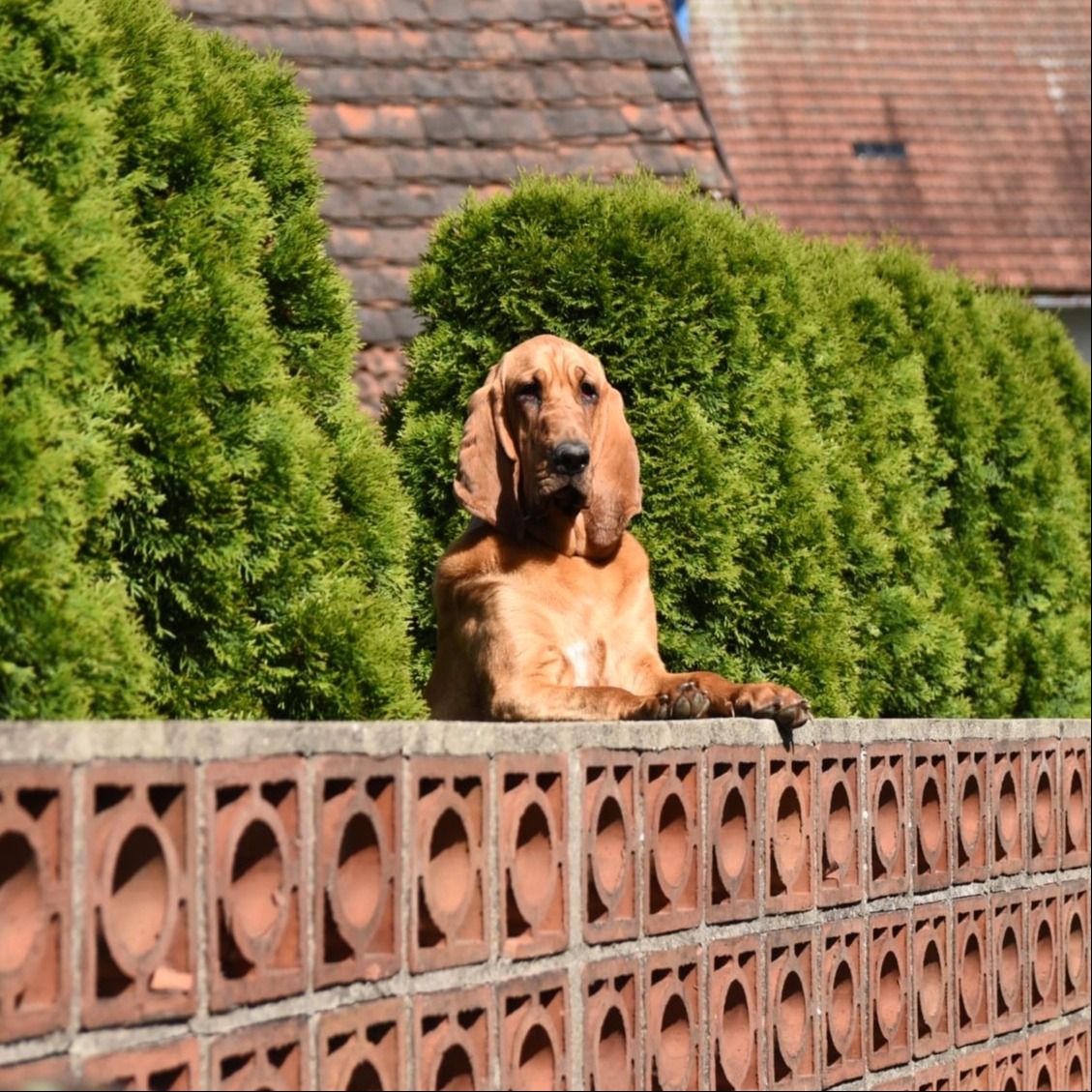 Soutěžní fotografie - Miminka,  Bloodhound