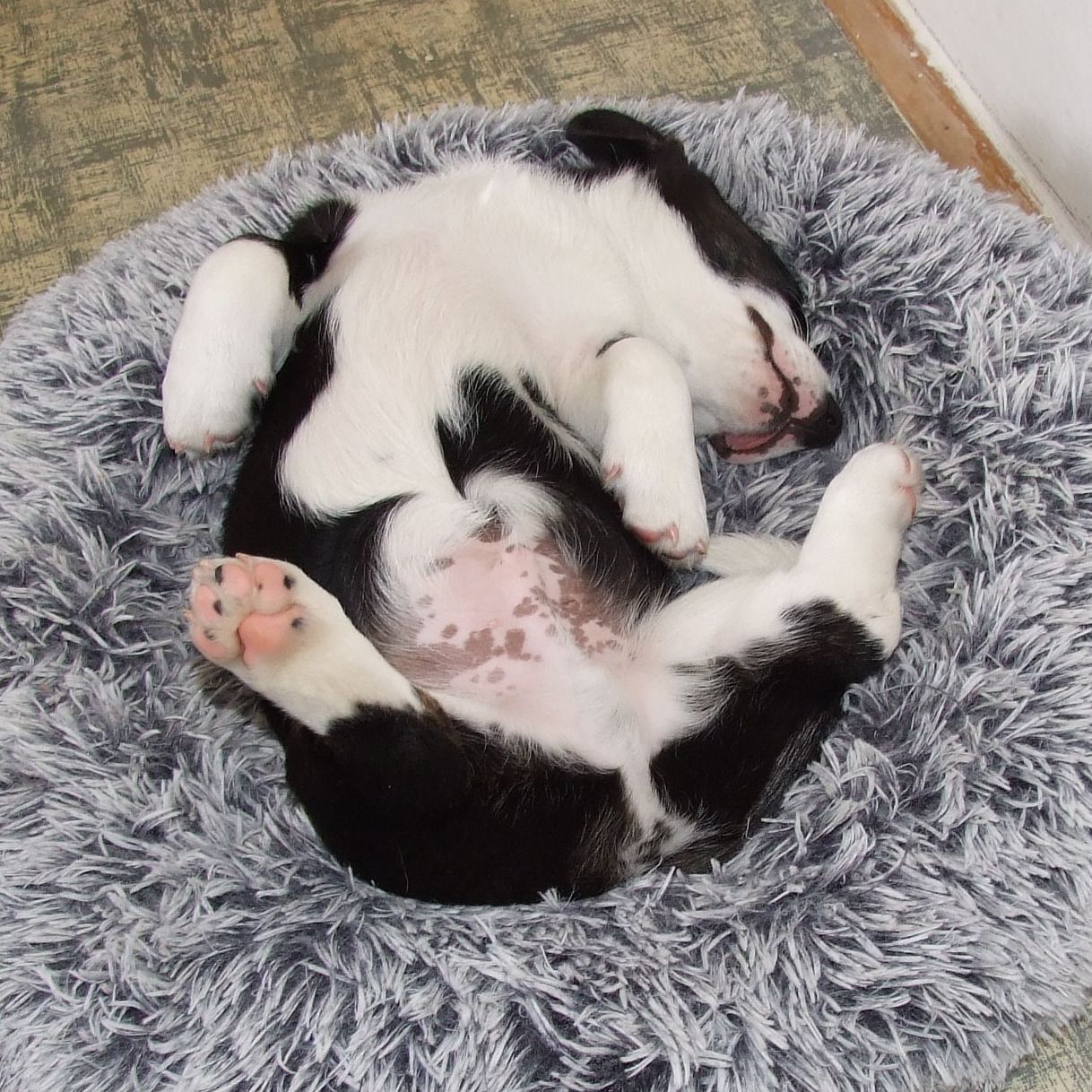 Soutěžní fotografie - Ori,  Welsh Corgi Cardigan