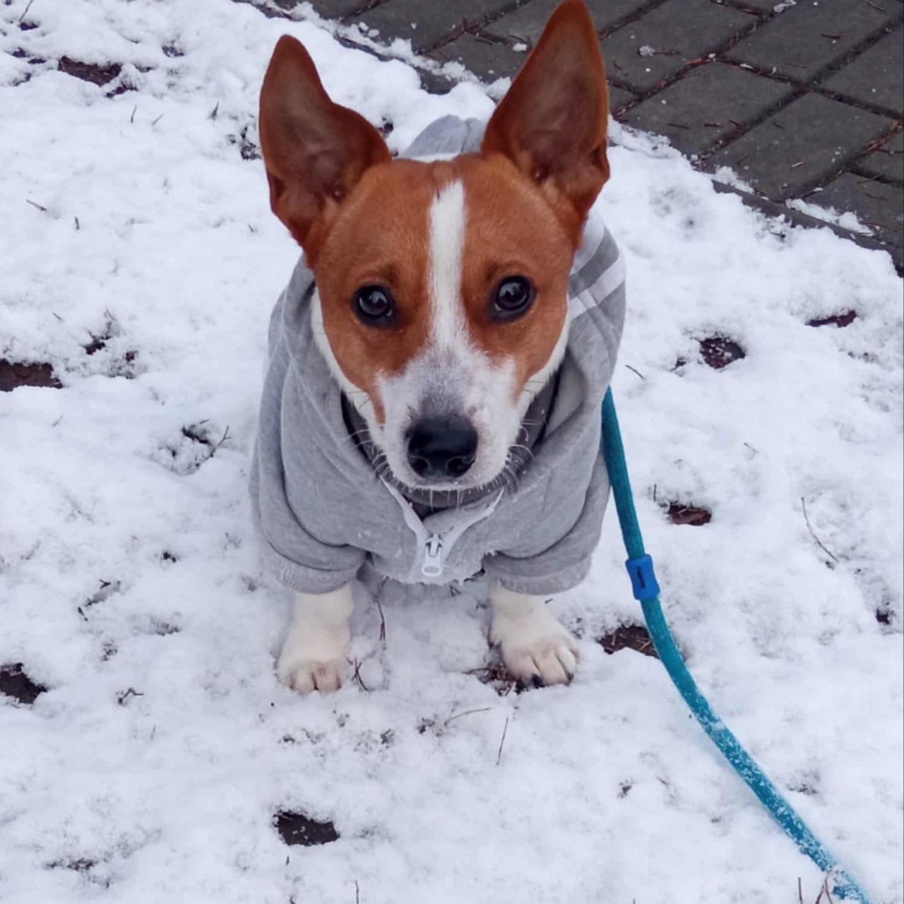 Soutěžní fotografie - Monty,  Jack Russell Teriér