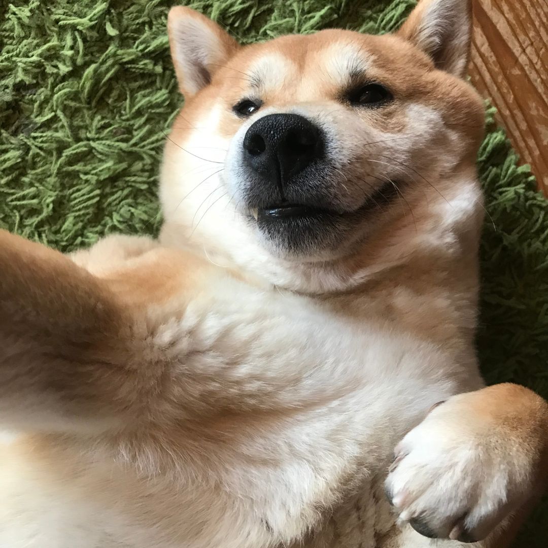 Soutěžní fotografie - Hači,  Shiba
