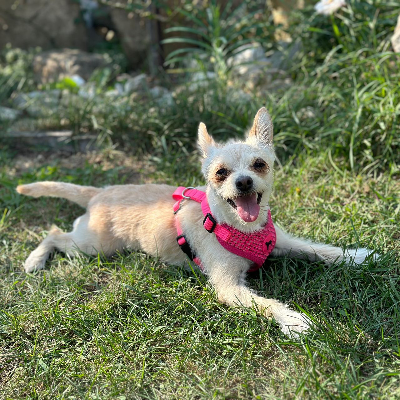 Soutěžní fotografie - Bella,  Ostatní